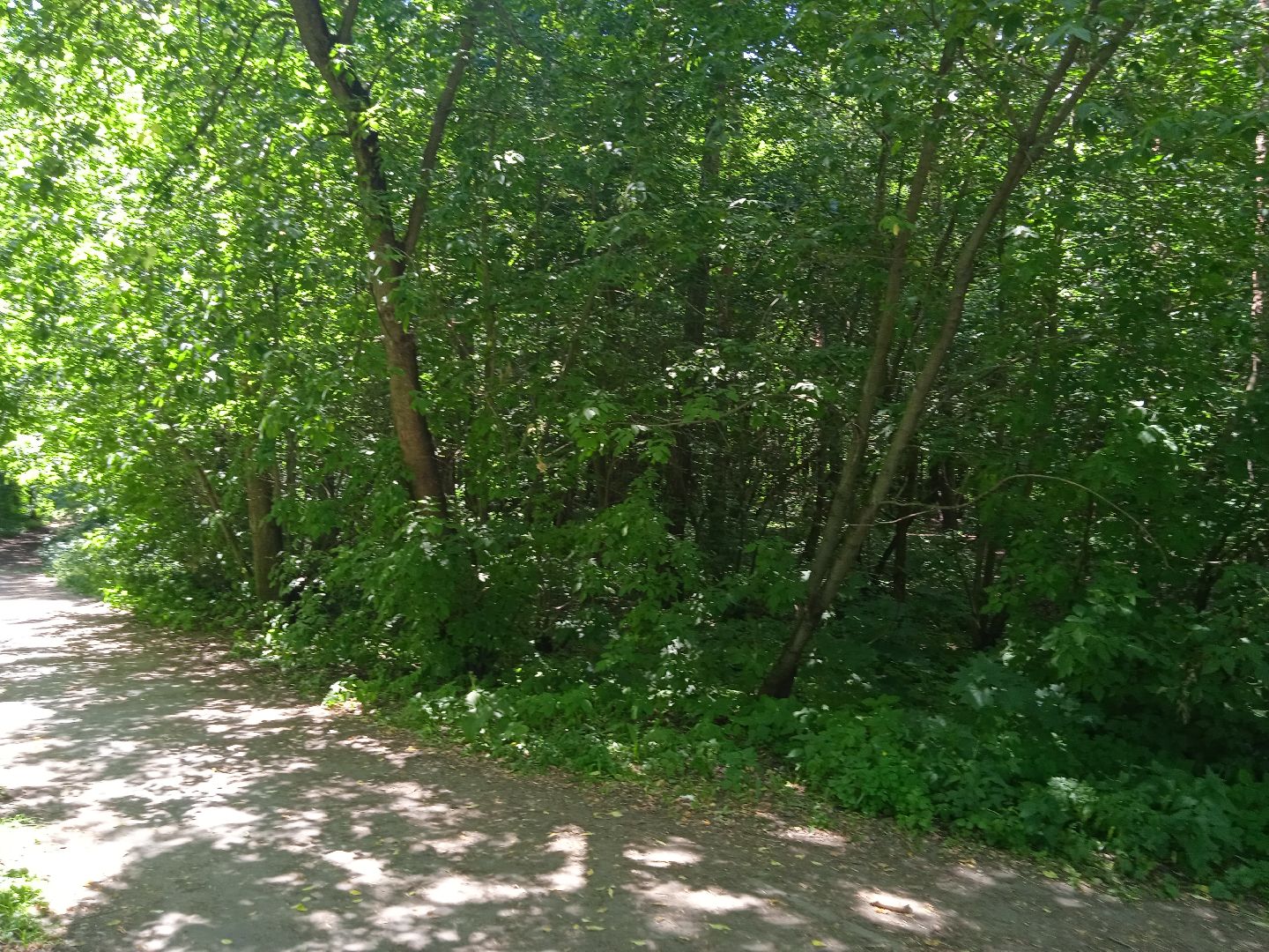 лес, пожарная, опасность, посещение