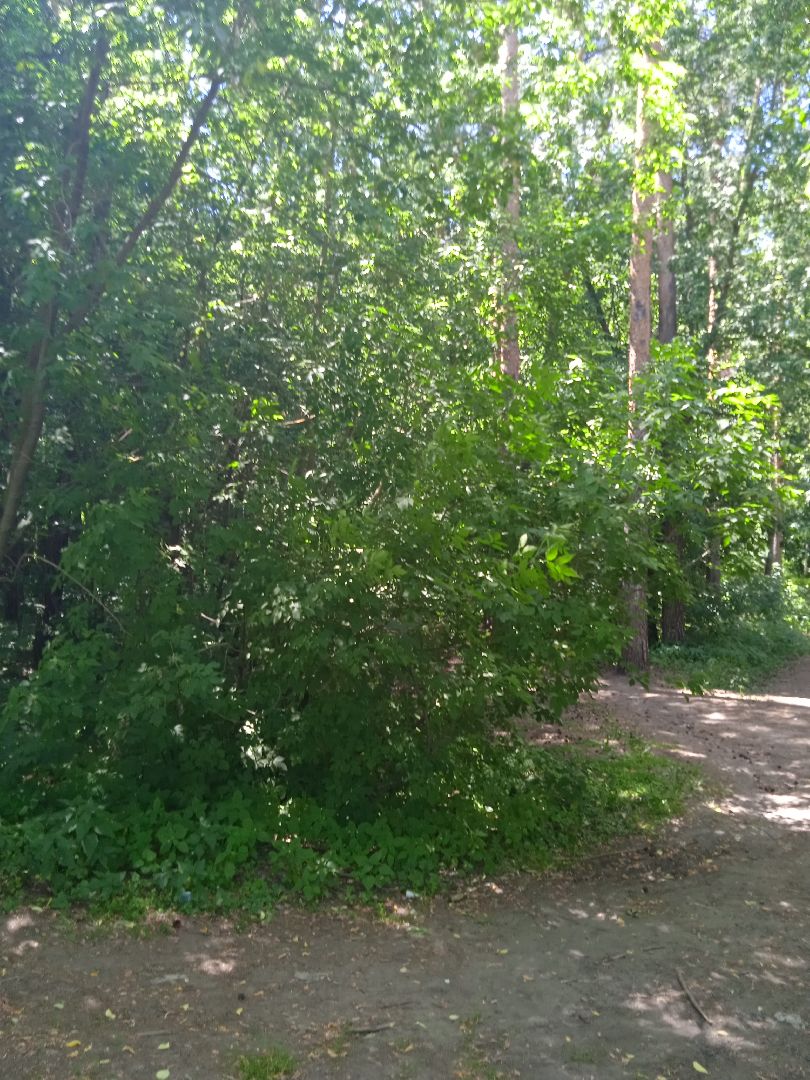 лес, пожарная, опасность, посещение