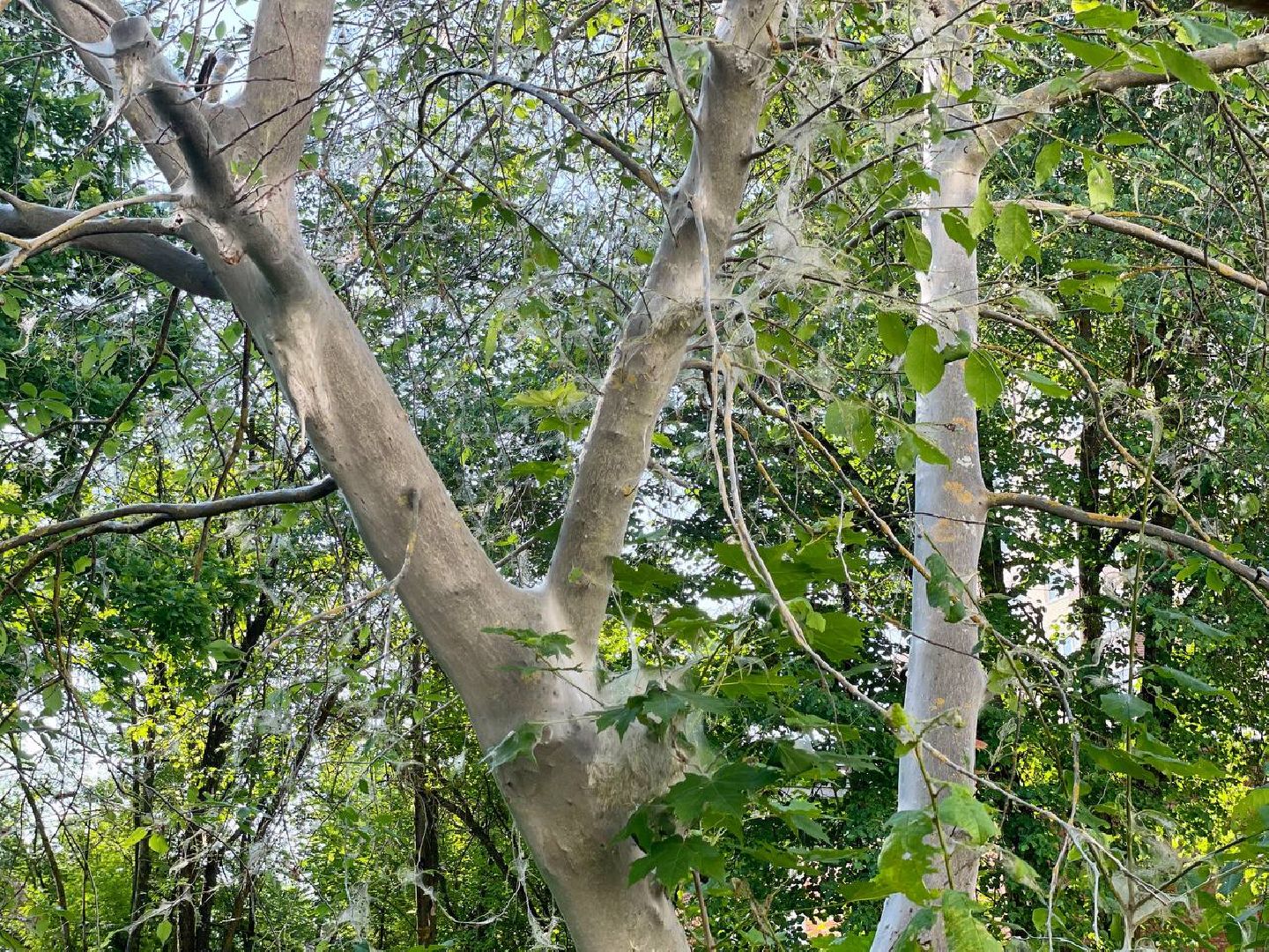 Сергиев Посад, Сергиево-Посадский городской округ, Черёмуха, Моль, Гусеницы, Природа