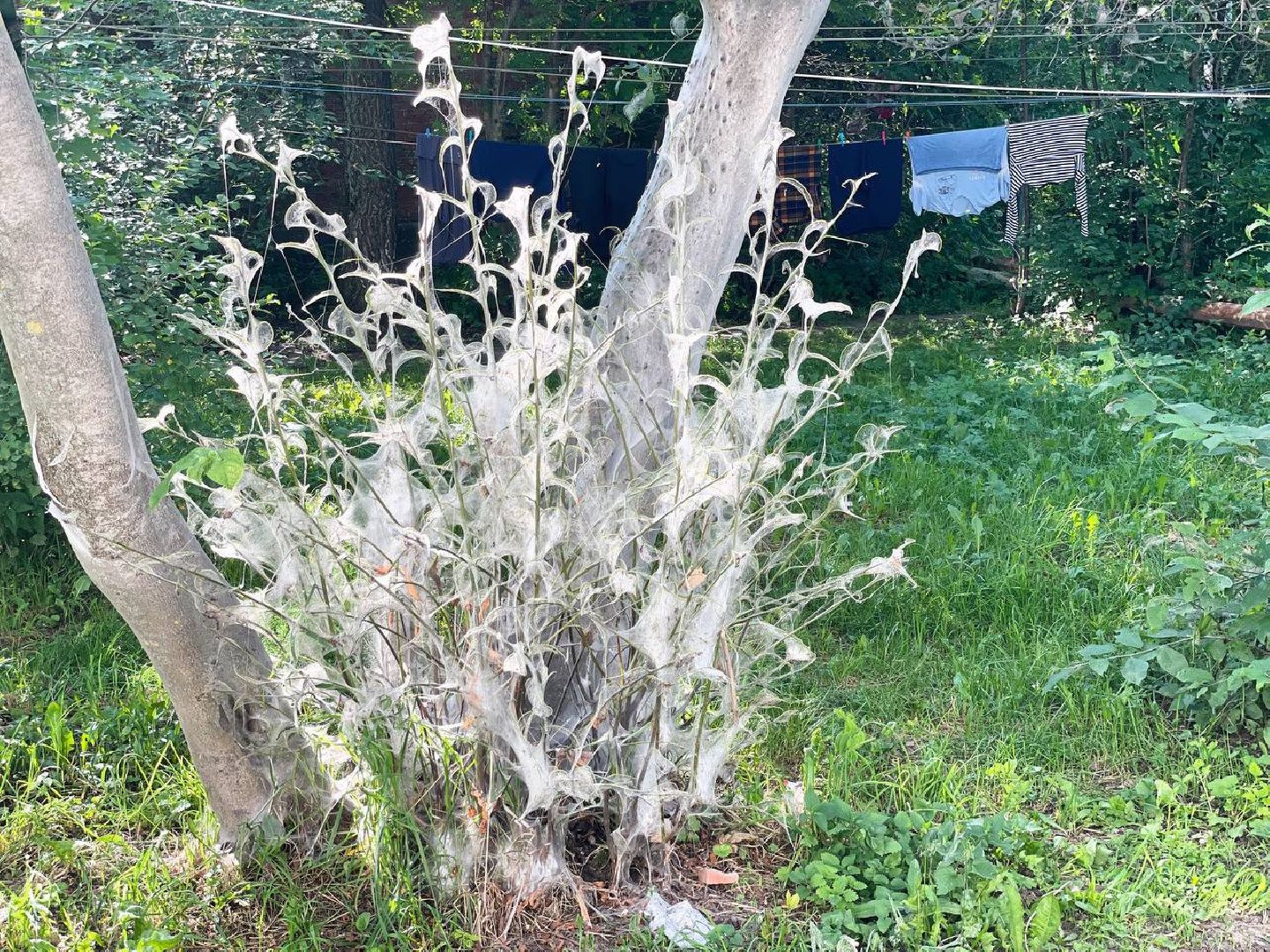 Сергиев Посад, Сергиево-Посадский городской округ, Черёмуха, Моль, Гусеницы, Природа