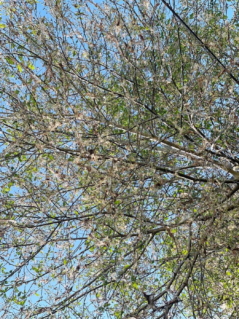 Сергиев Посад, Сергиево-Посадский городской округ, Черёмуха, Моль, Гусеницы, Природа