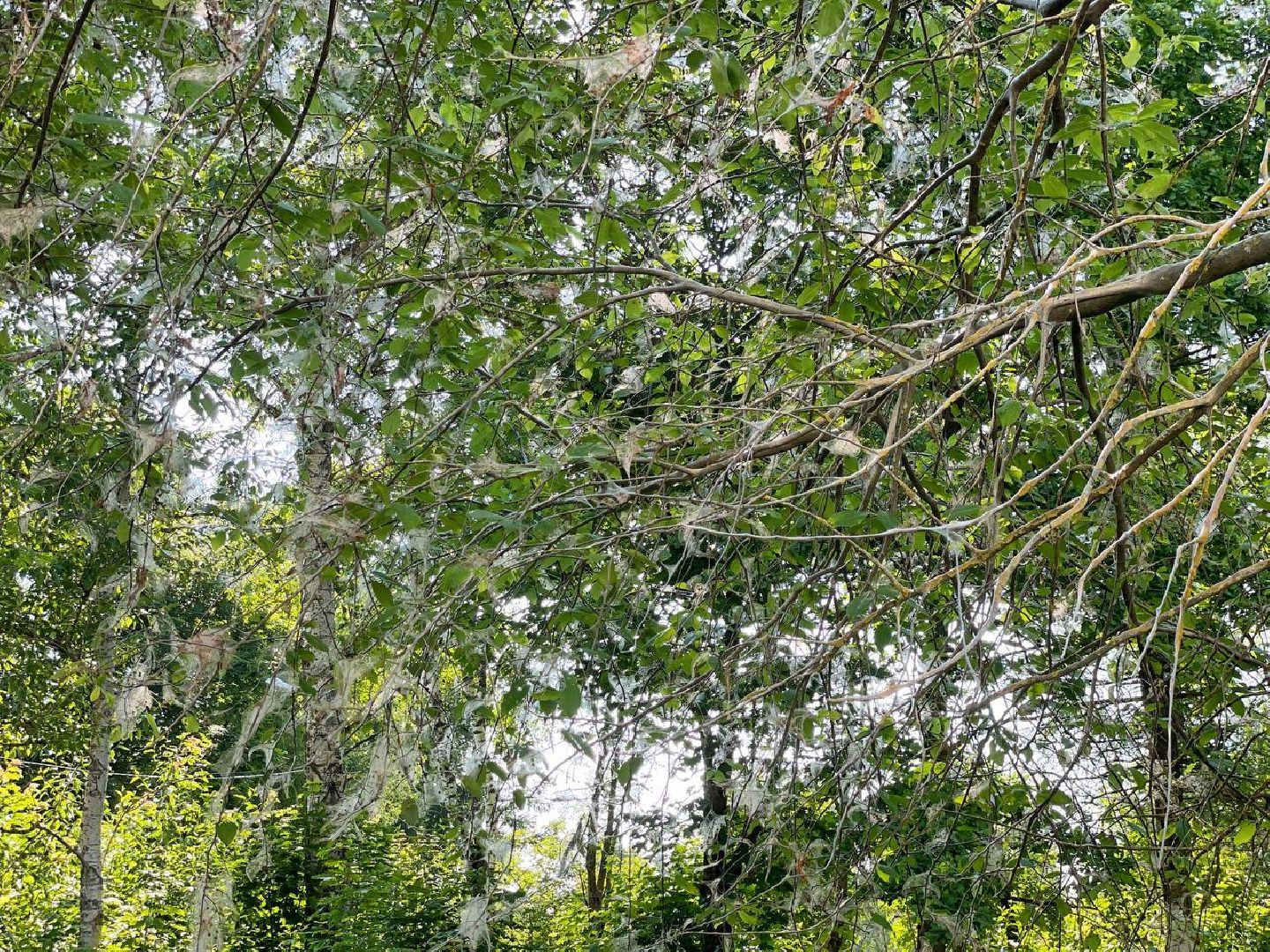 Сергиев Посад, Сергиево-Посадский городской округ, Черёмуха, Моль, Гусеницы, Природа