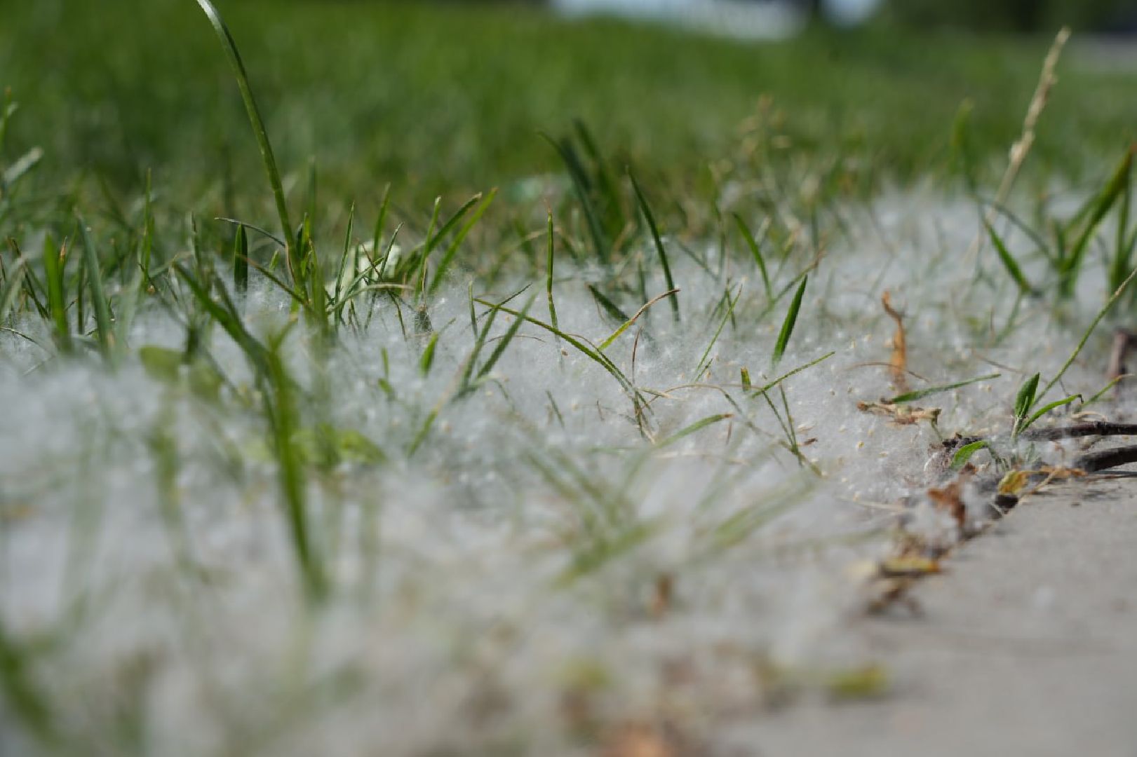 Сергиев Посад, Сергиево-Посадский городской округ, Здоровье, Здравоохранение, Медицина, Пух, Аллергия