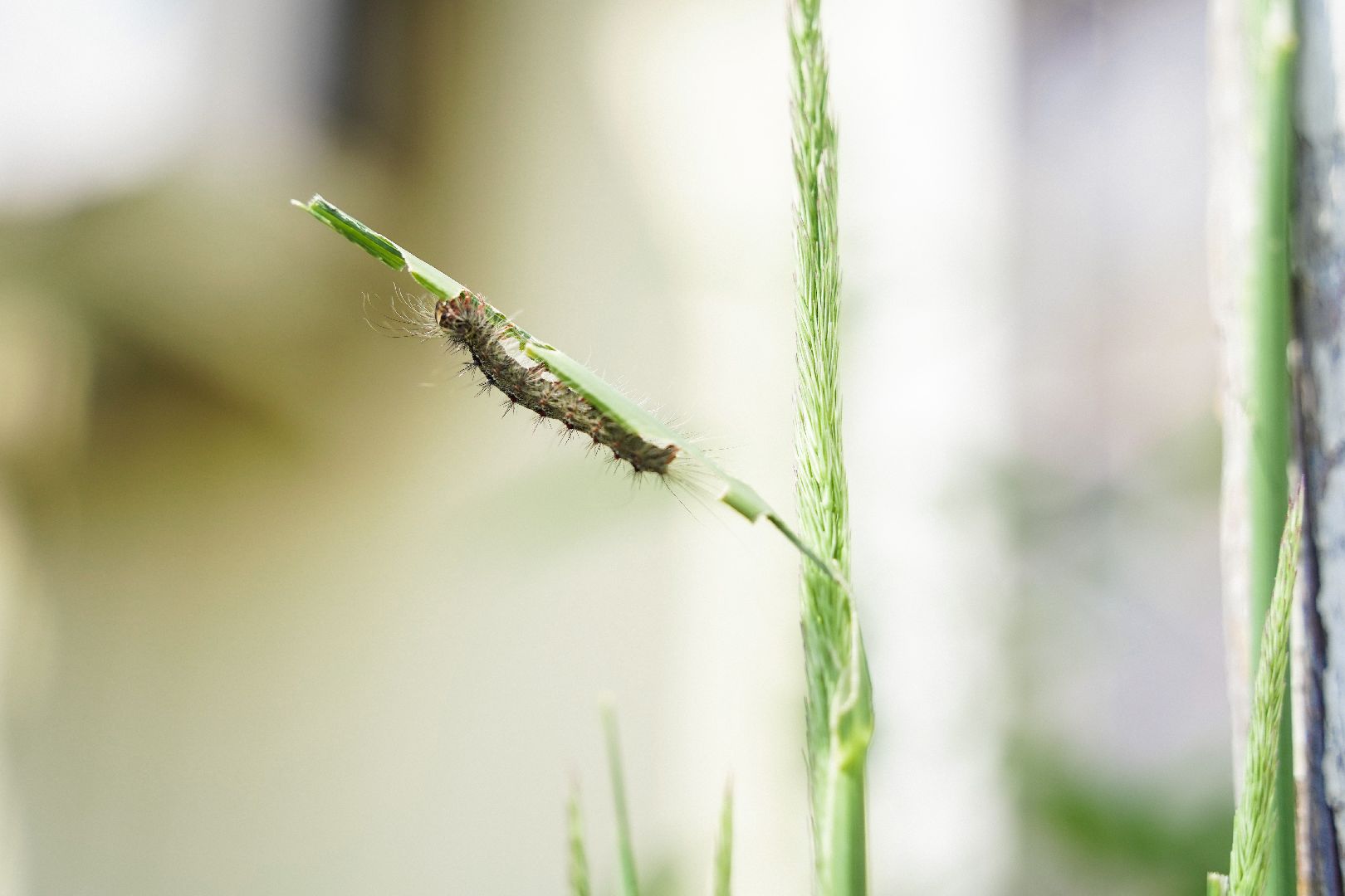 #Шатура#шелкопряд#Мособллес