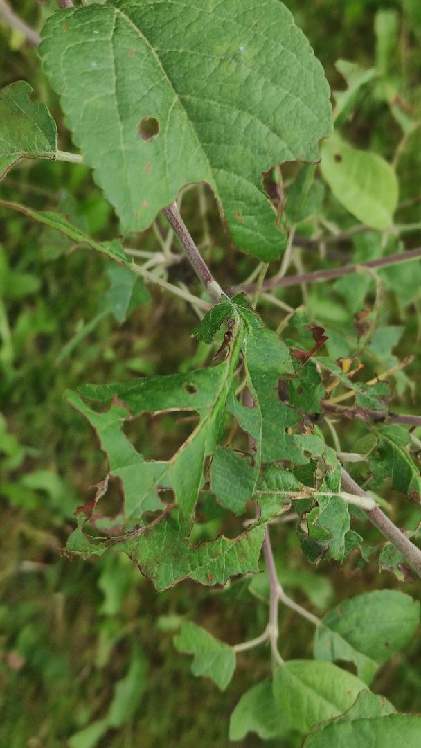 #Шатура#шелкопряд#Мособллес