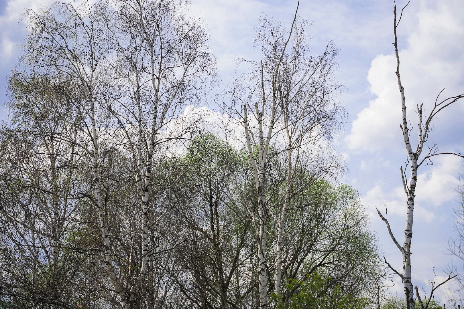 #Шатура#шелкопряд#Мособллес