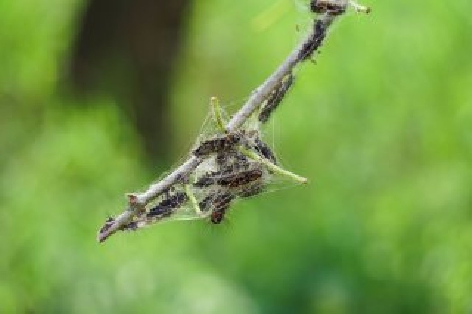 #Шатура#шелкопряд#Мособллес