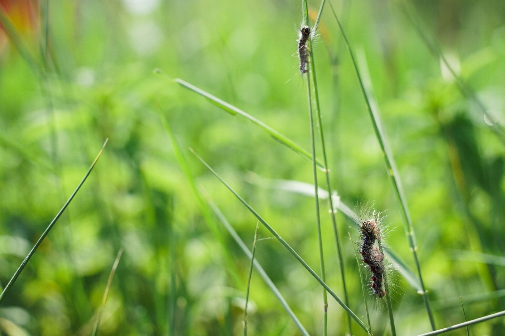 #Шатура#шелкопряд#Мособллес