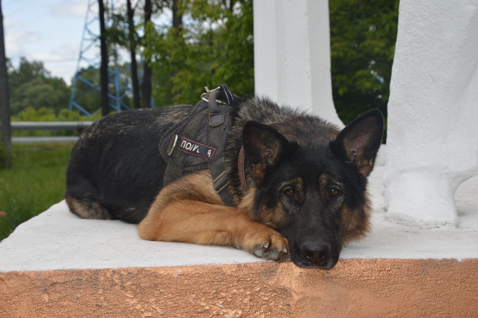 Шатура, Полиция, День Кинолога, Кинологи, Ульяна Керделевич