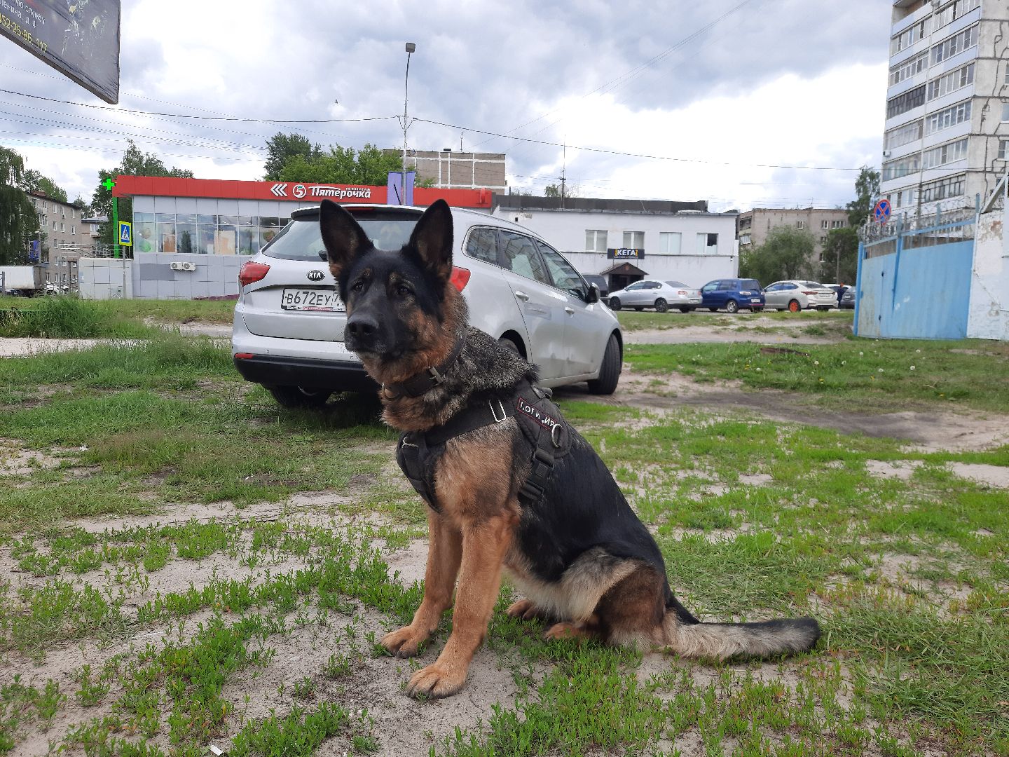 Шатура, Полиция, День Кинолога, Кинологи, Ульяна Керделевич