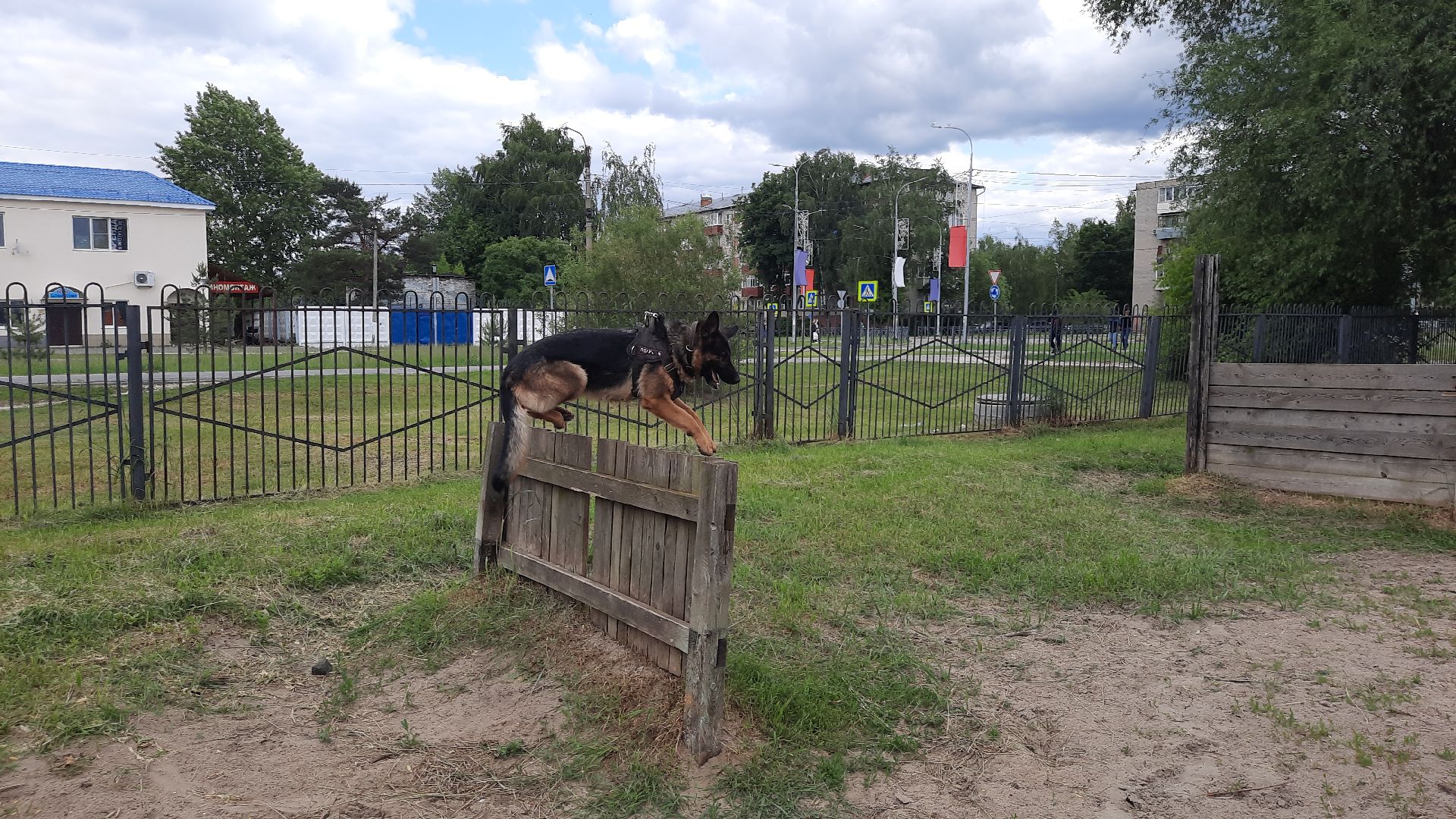 Шатура, Полиция, День Кинолога, Кинологи, Ульяна Керделевич