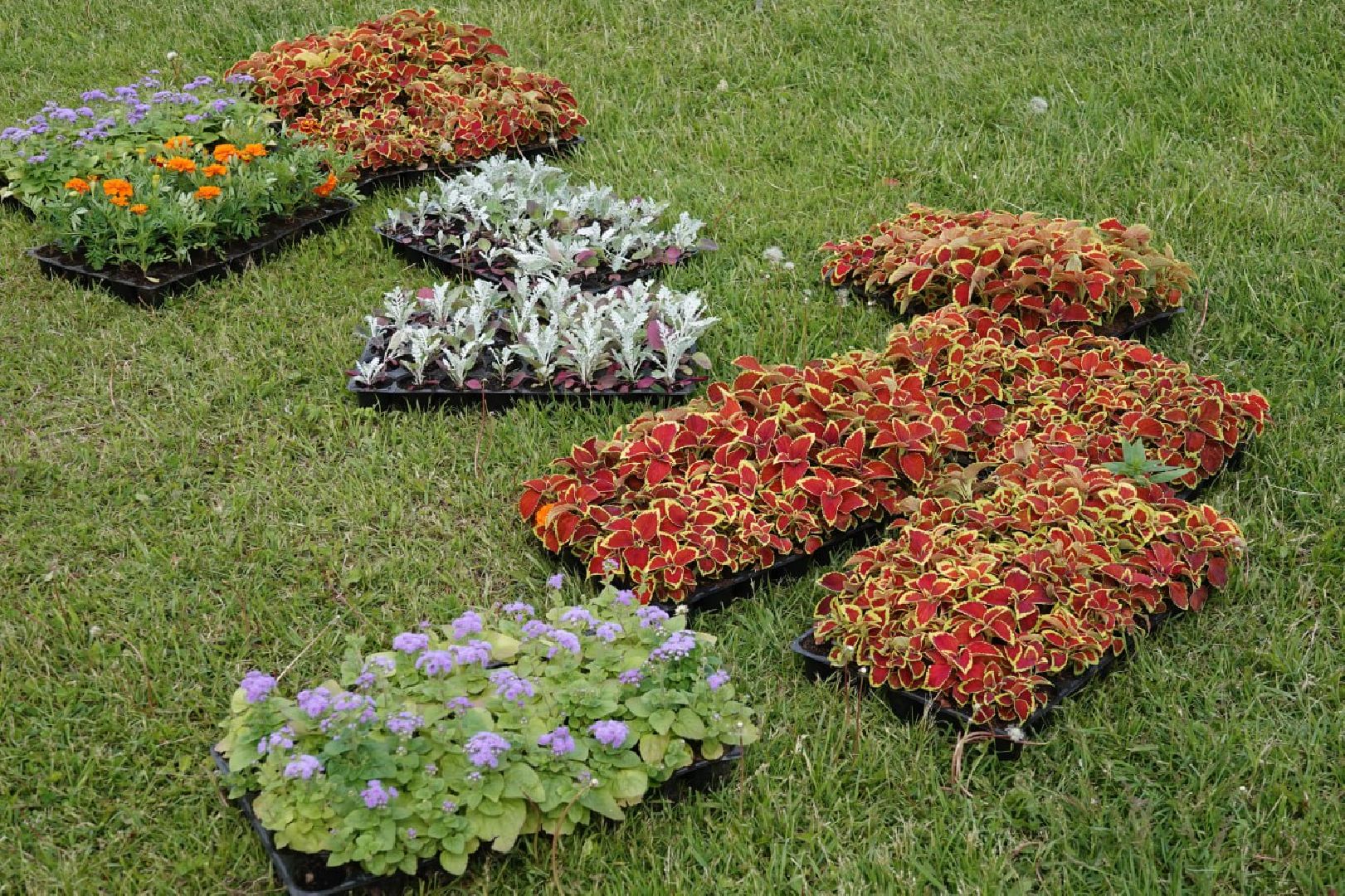 Сергиев Посад, Сергиево-Посадский городской округ, Красота, Города, Цветники, Благоустройство, Лето, Лето в Подмосковье