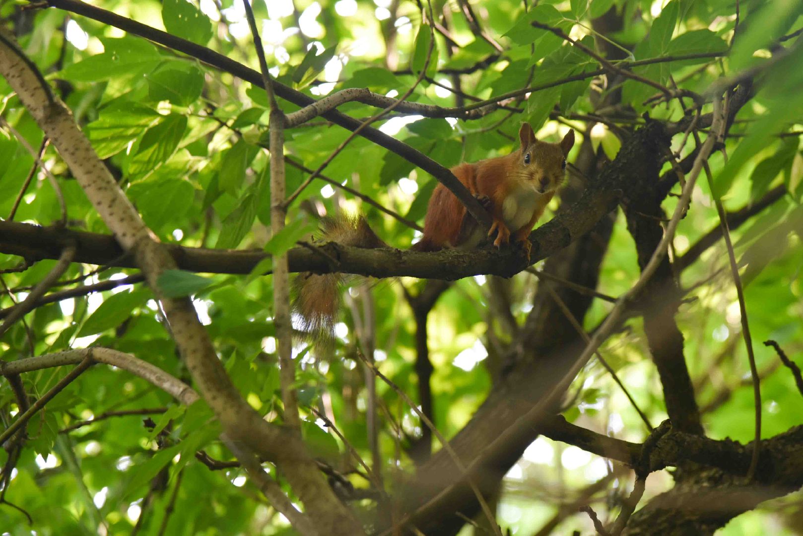 Химки, белка, парк