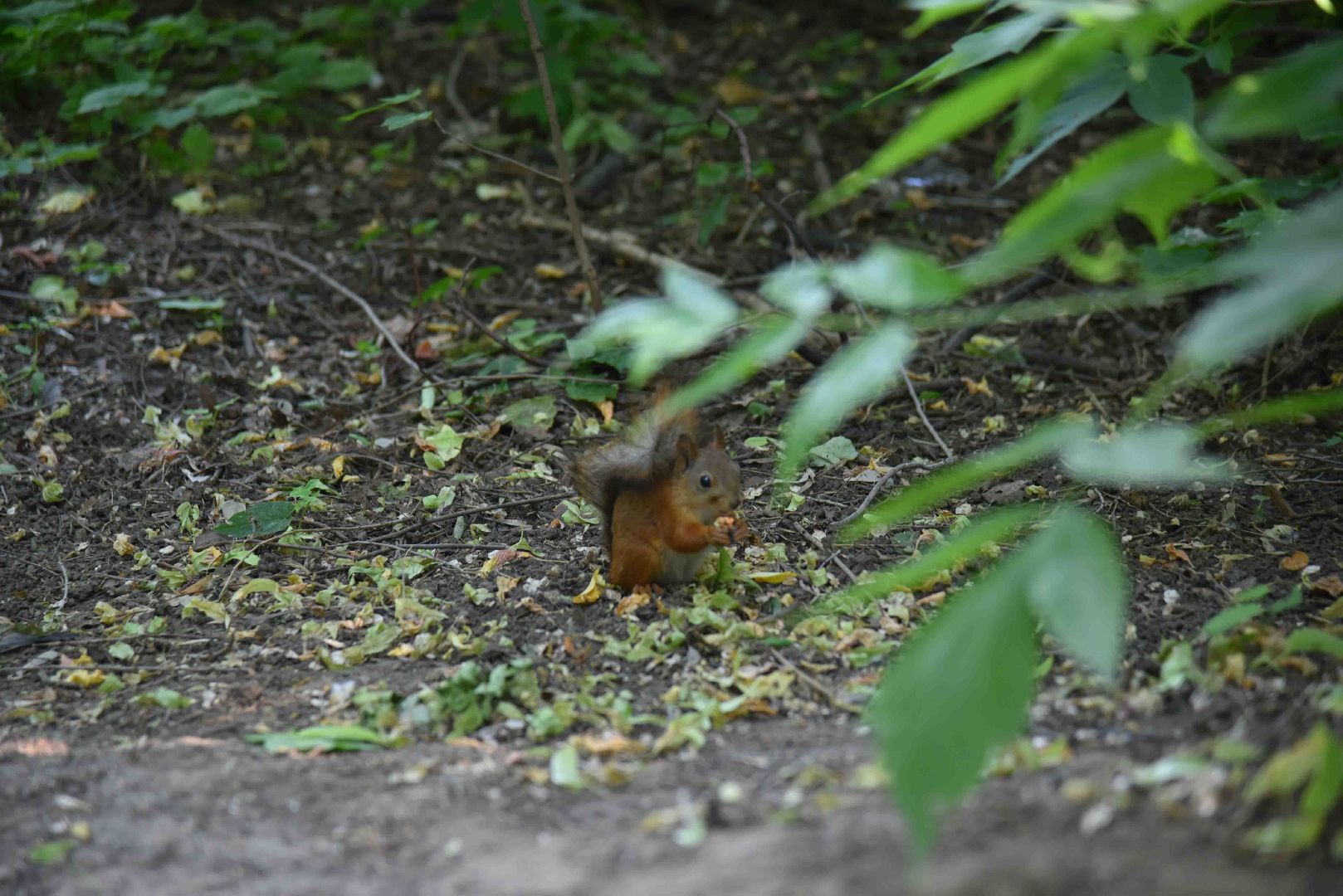 Химки, белка, парк