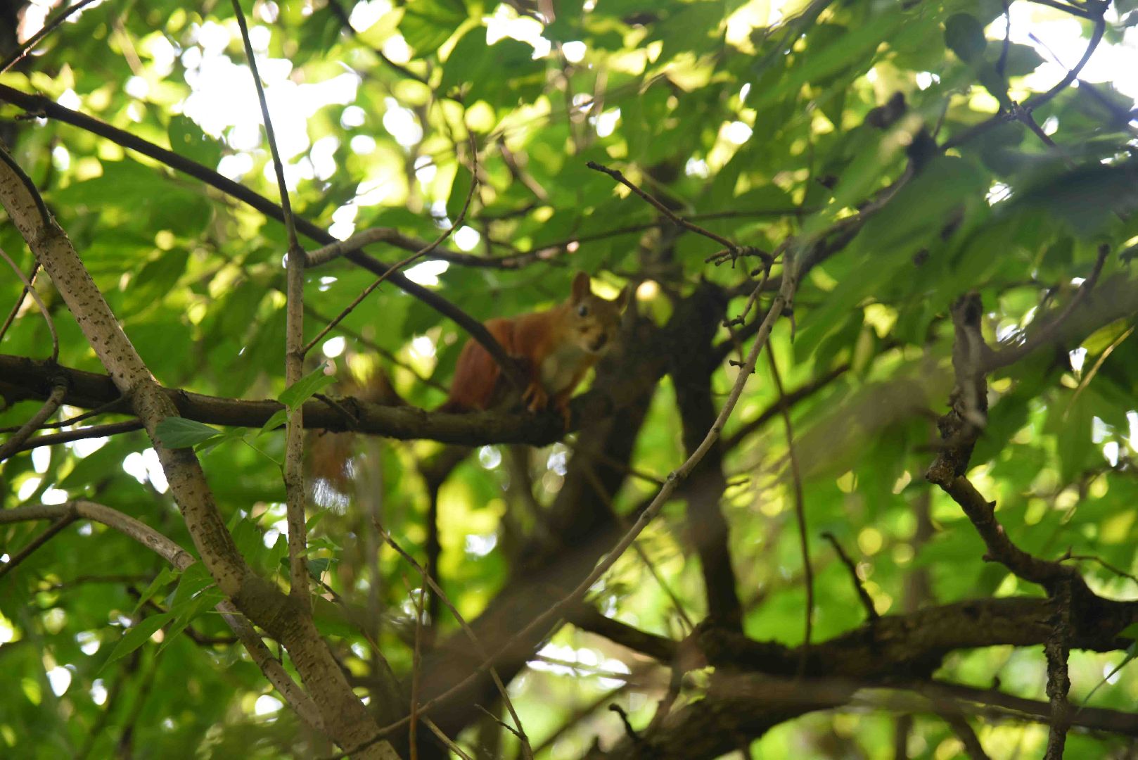 Химки, белка, парк