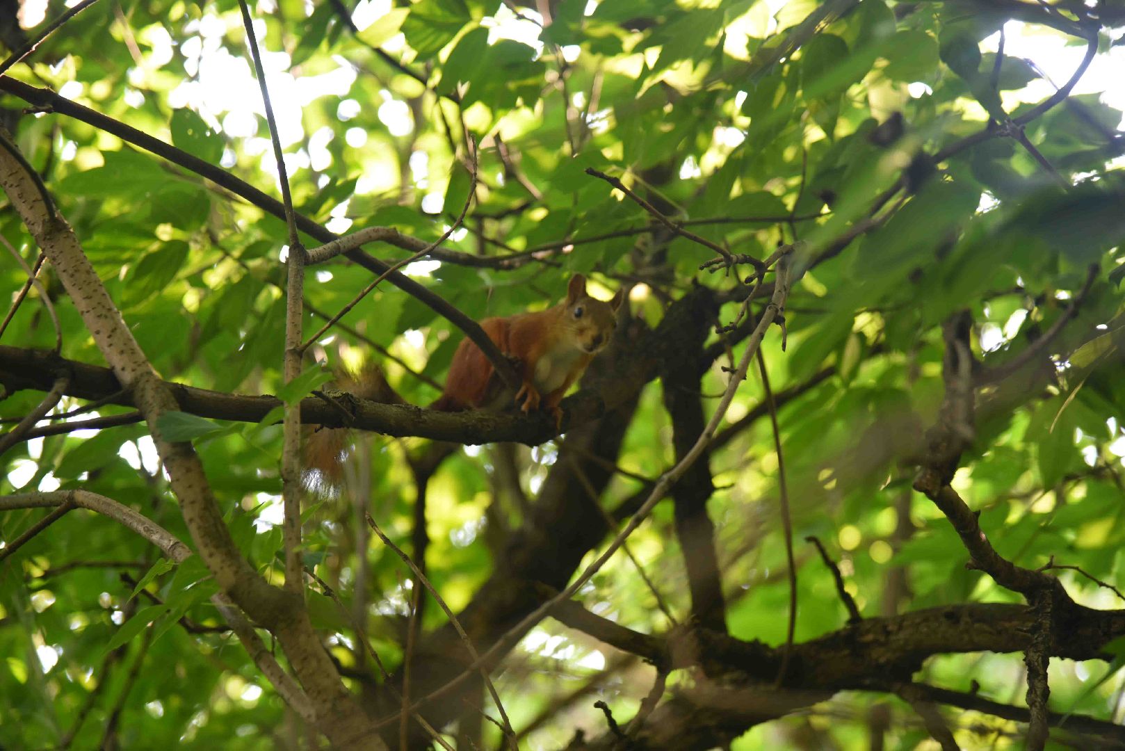 Химки, белка, парк