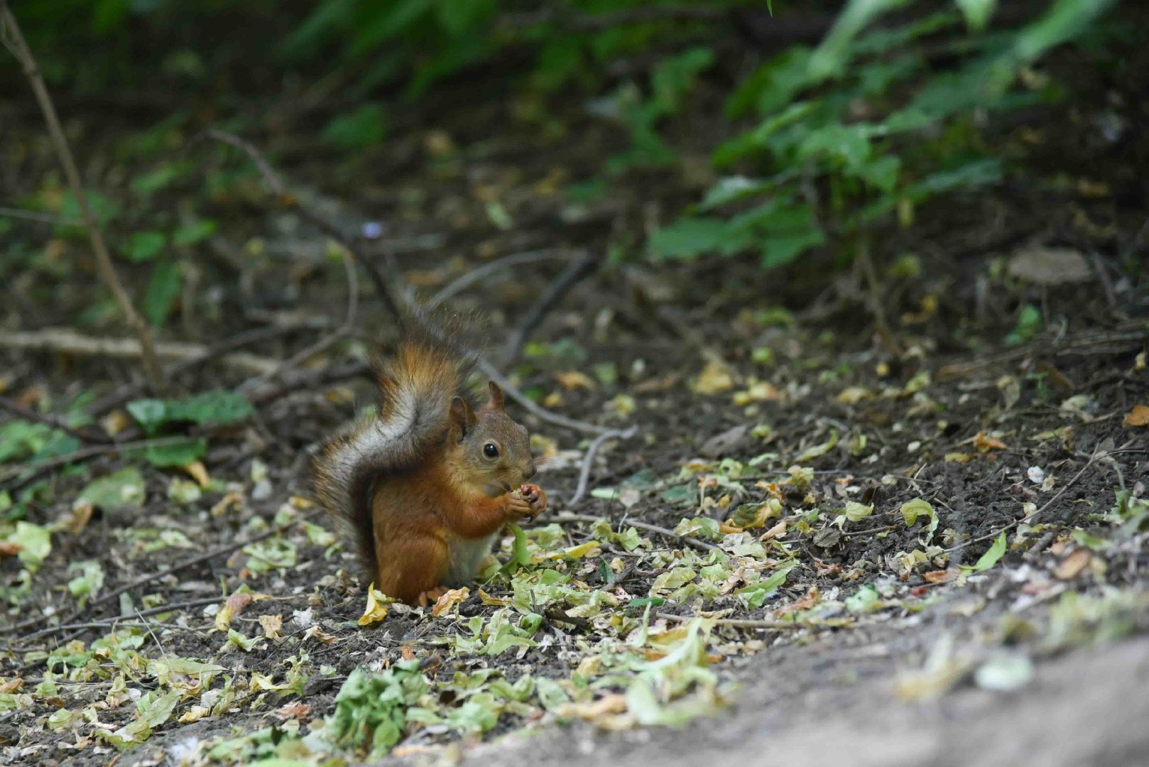 Химки, белка, парк