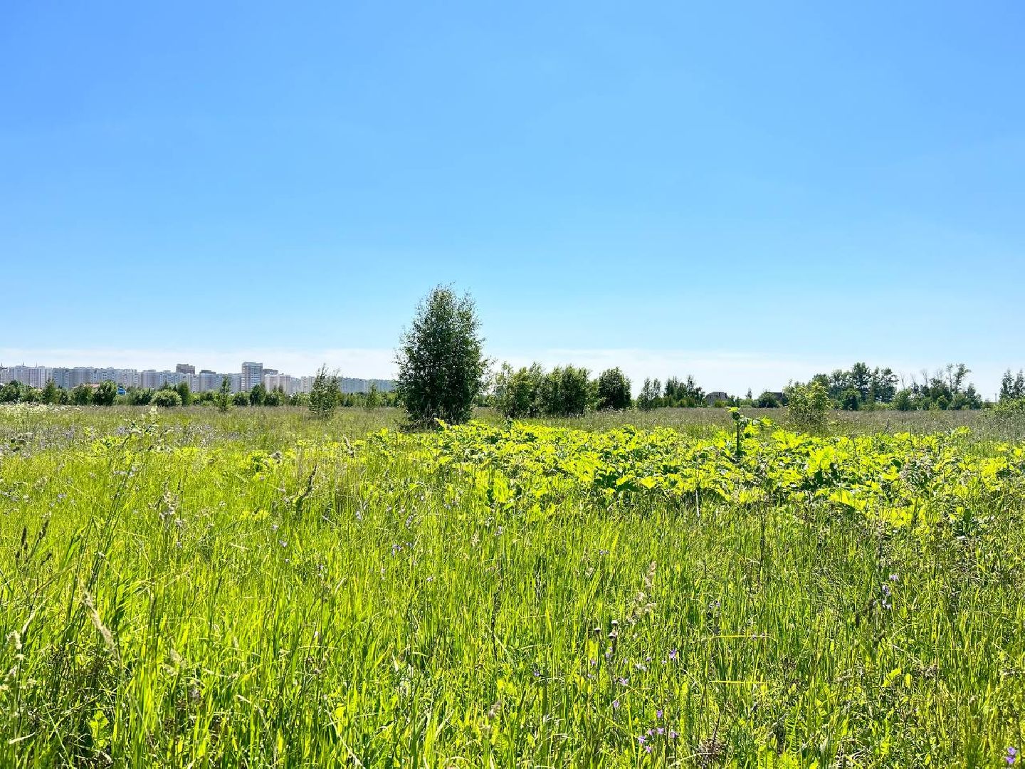 Подольск, борщевик, борьба с борщевиком, обработка территорий