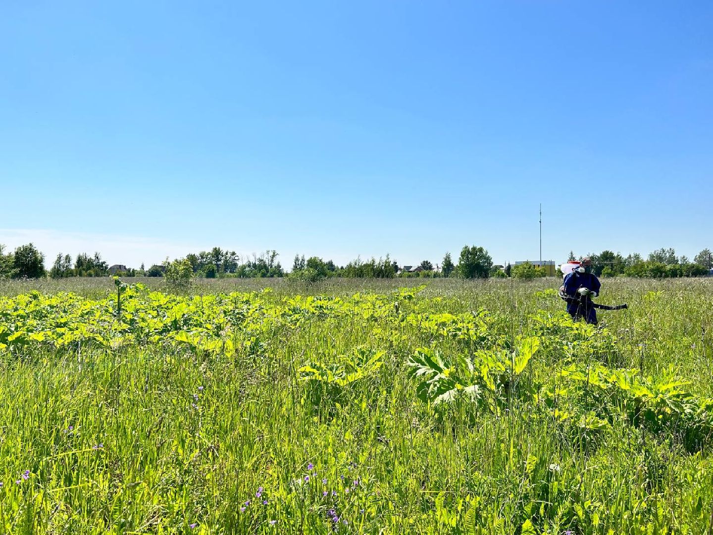 Подольск, борщевик, борьба с борщевиком, обработка территорий