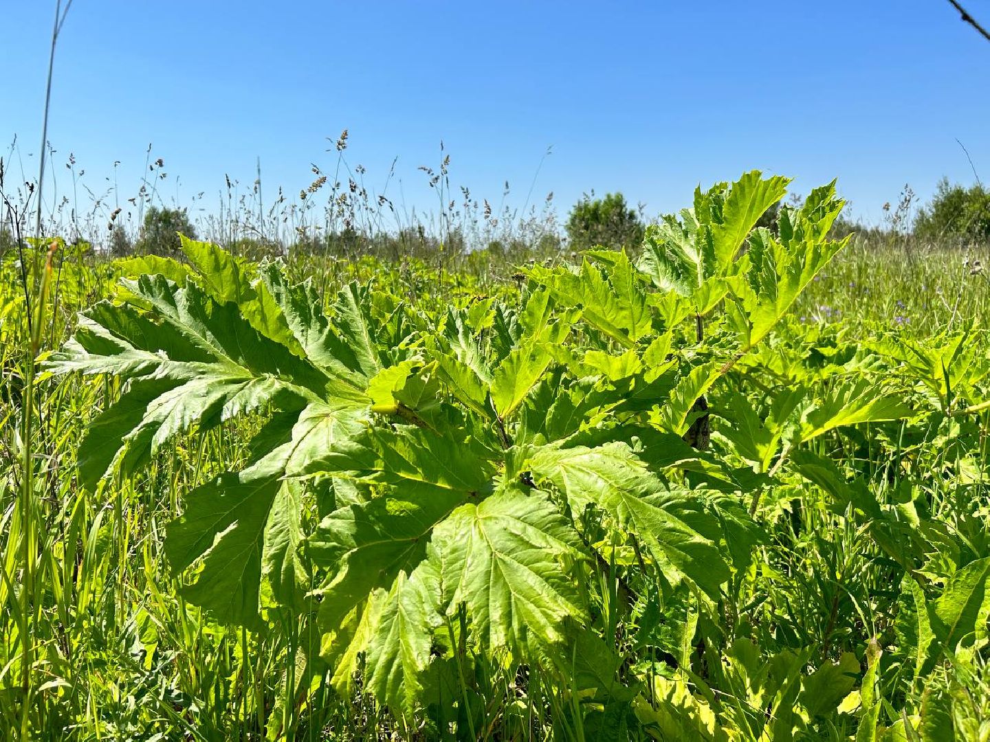 Подольск, борщевик, борьба с борщевиком, обработка территорий
