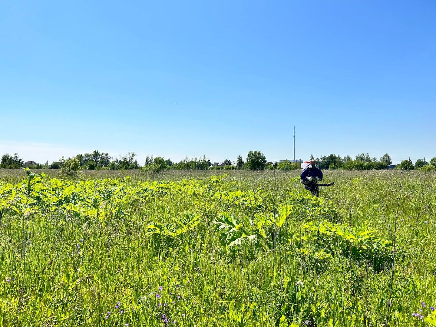 Подольск, борщевик, борьба с борщевиком, обработка территорий