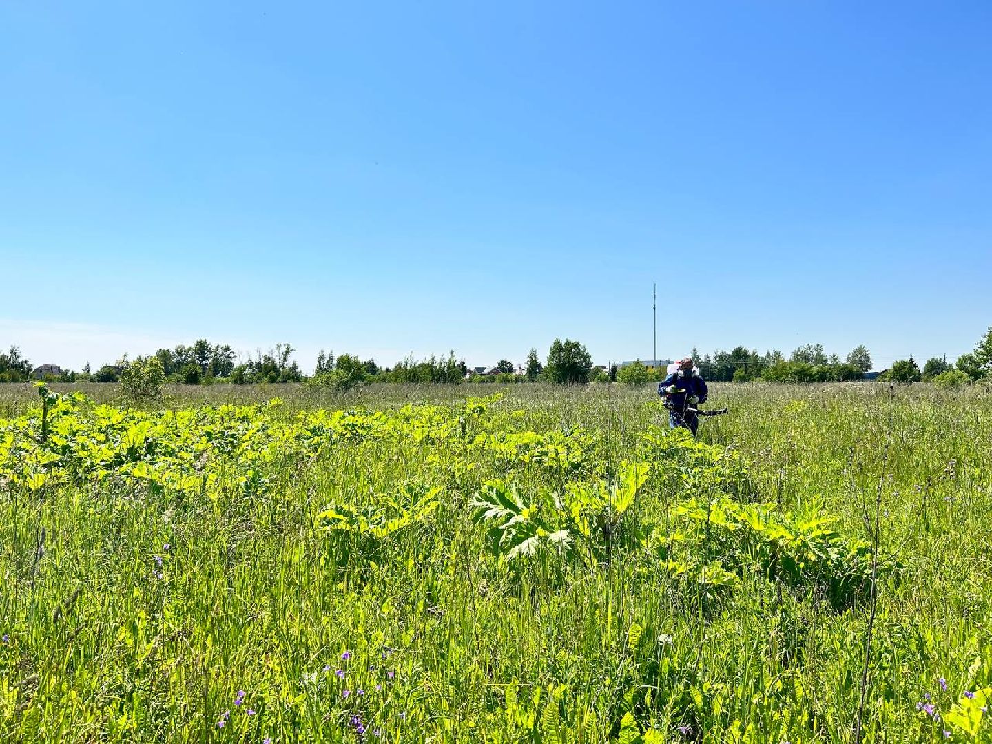 Подольск, борщевик, борьба с борщевиком, обработка территорий