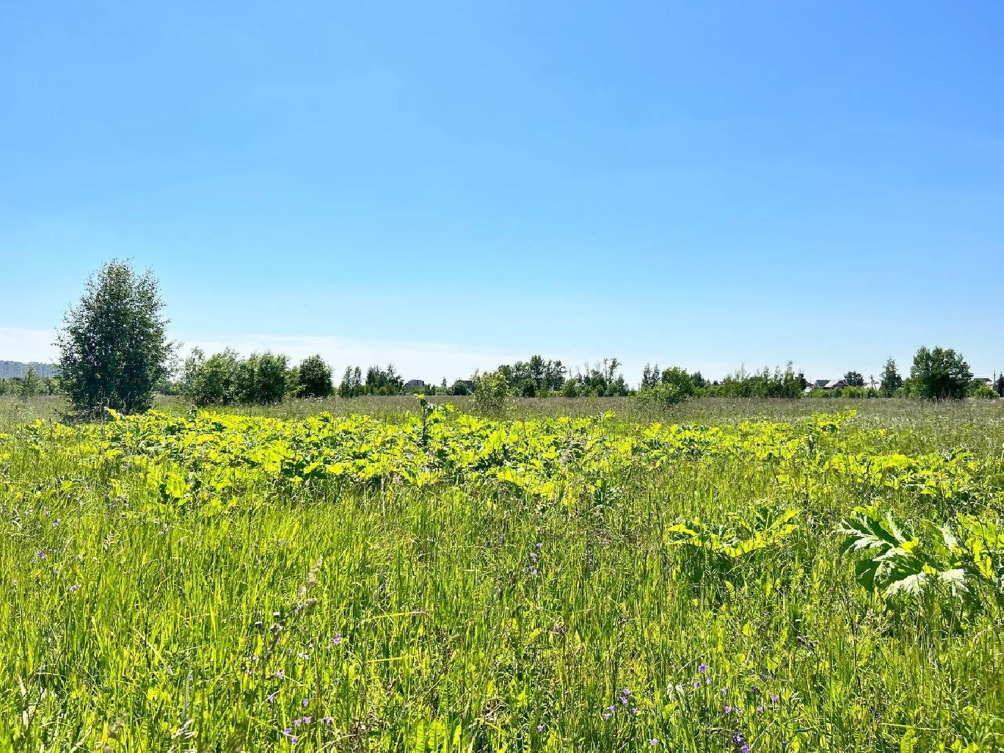 Подольск, борщевик, борьба с борщевиком, обработка территорий