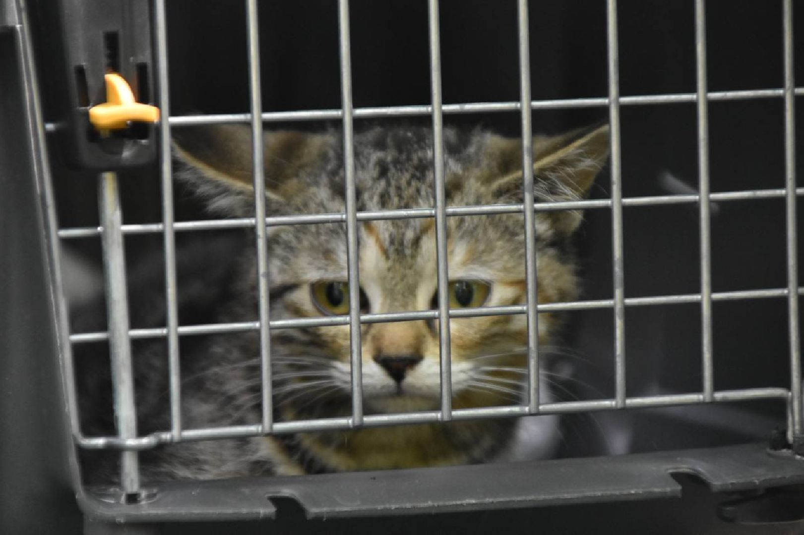 Подольск, помощь животным, зоозащитница, пристройство, выставка