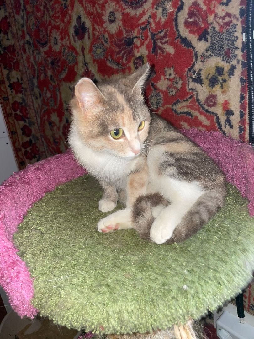 Подольск, помощь животным, зоозащитница, пристройство, выставка