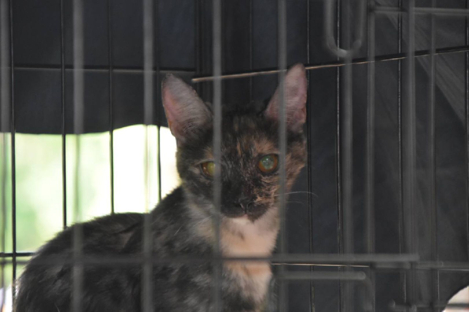 Подольск, помощь животным, зоозащитница, пристройство, выставка