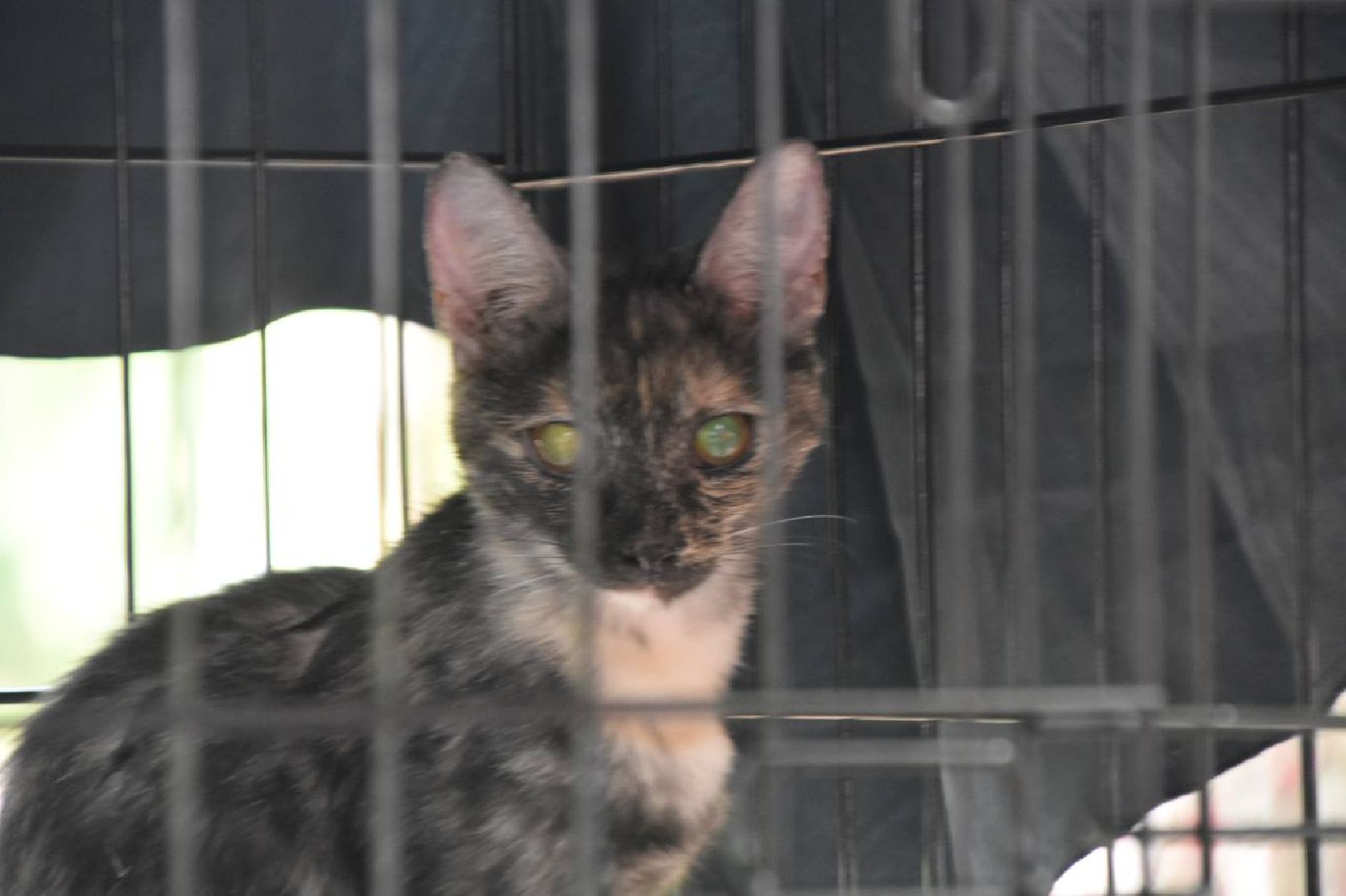 Подольск, помощь животным, зоозащитница, пристройство, выставка