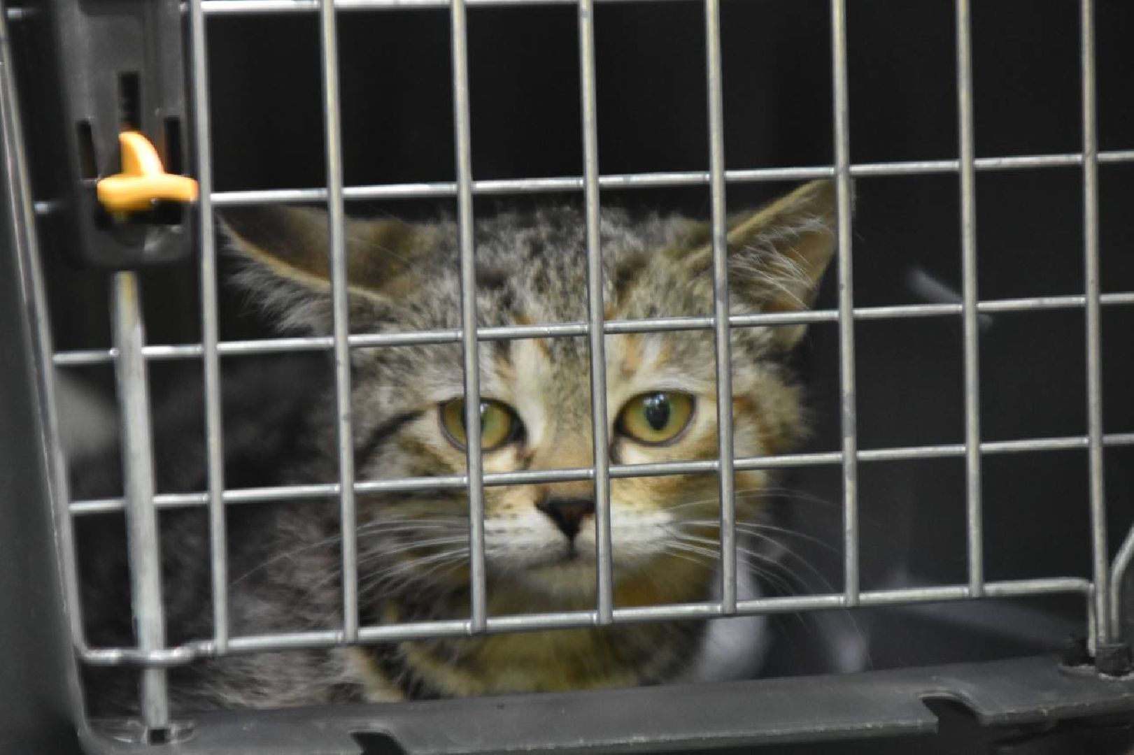 Подольск, помощь животным, зоозащитница, пристройство, выставка