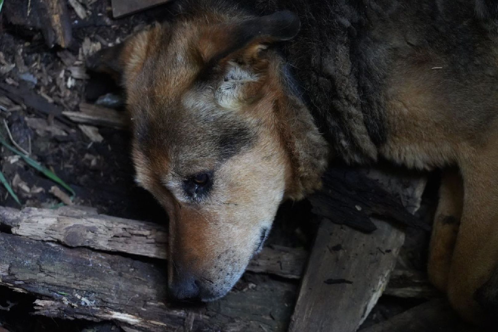 Сергиев Посад, Сергиево-Посадский городской округ, Животные, Собака, МЧС, Спасатели, 112, Добрые дела, Чудо, Доброе