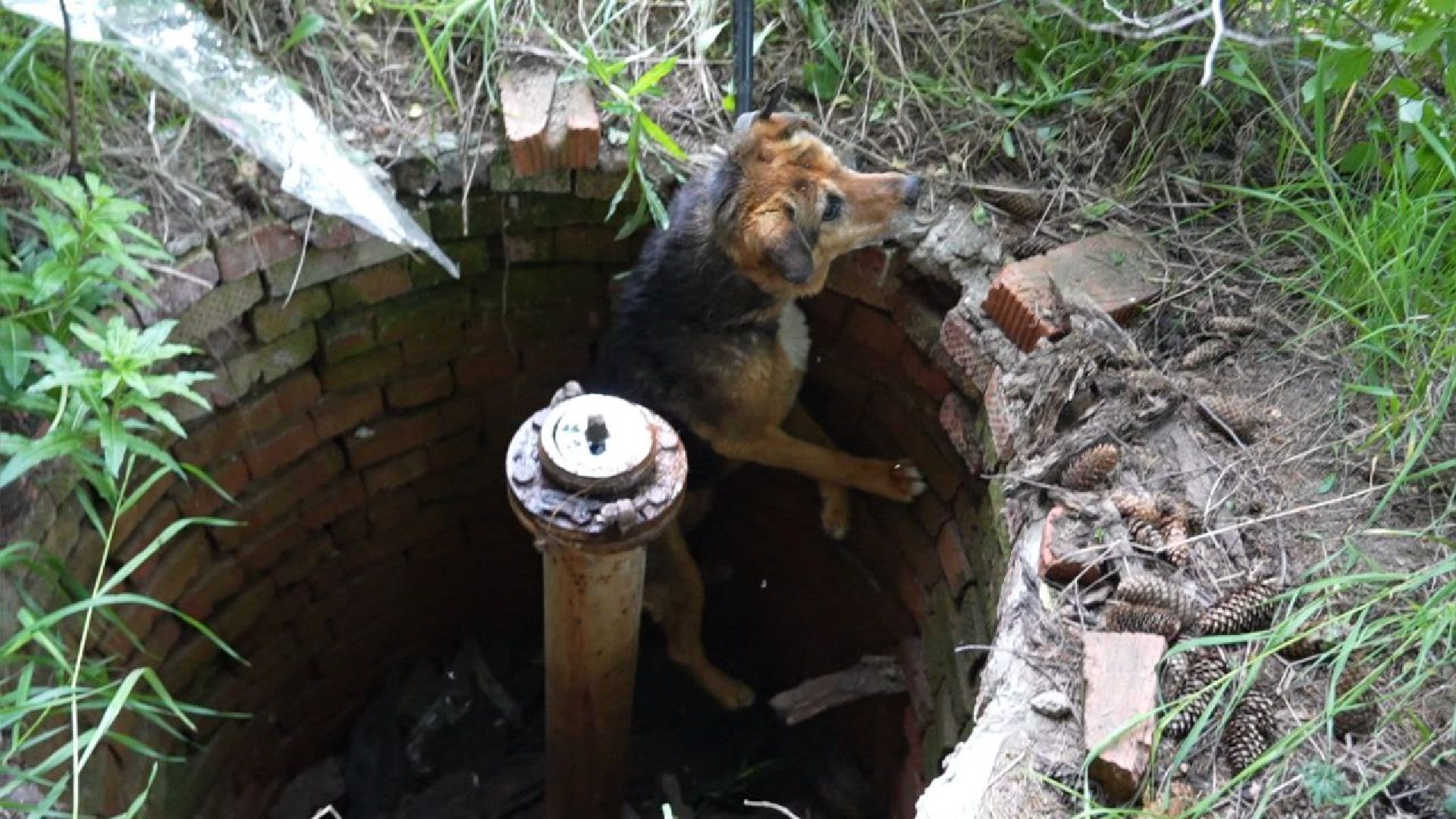 Сергиев Посад, Сергиево-Посадский городской округ, Животные, Собака, МЧС, Спасатели, 112, Добрые дела, Чудо, Доброе