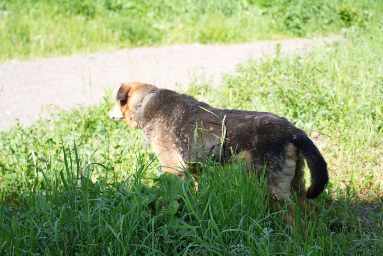 Сергиев Посад, Сергиево-Посадский городской округ, Животные, Собака, МЧС, Спасатели, 112, Добрые дела, Чудо, Доброе