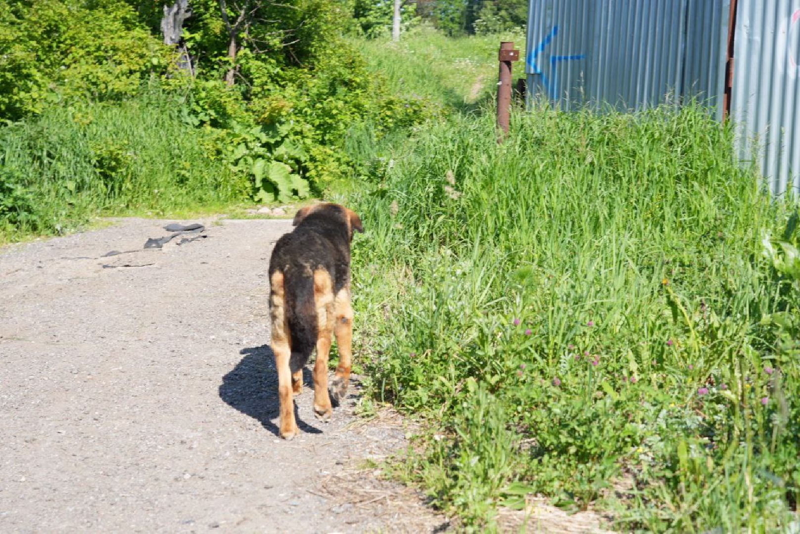 Сергиев Посад, Сергиево-Посадский городской округ, Животные, Собака, МЧС, Спасатели, 112, Добрые дела, Чудо, Доброе