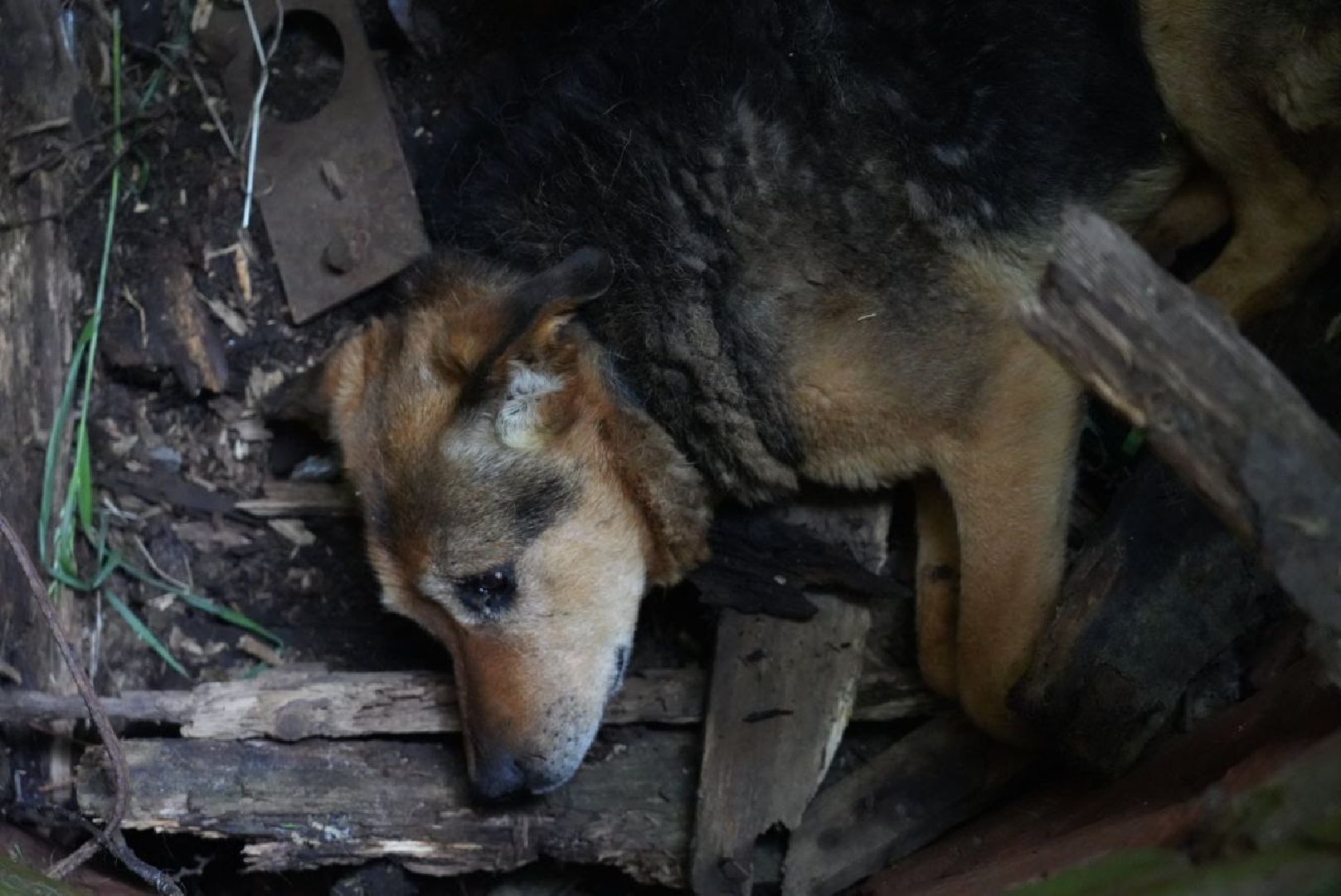 Сергиев Посад, Сергиево-Посадский городской округ, Животные, Собака, МЧС, Спасатели, 112, Добрые дела, Чудо, Доброе