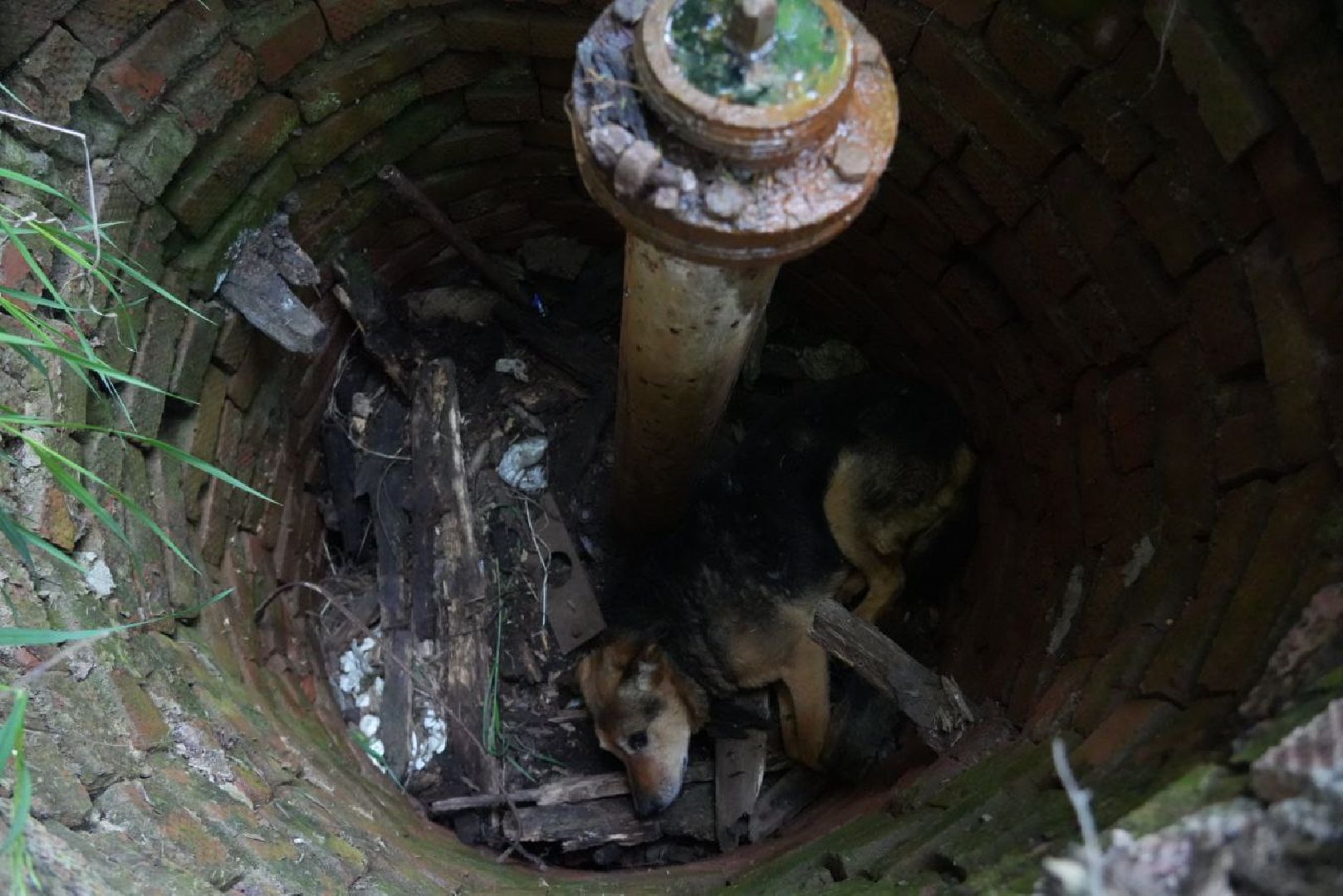 Сергиев Посад, Сергиево-Посадский городской округ, Животные, Собака, МЧС, Спасатели, 112, Добрые дела, Чудо, Доброе