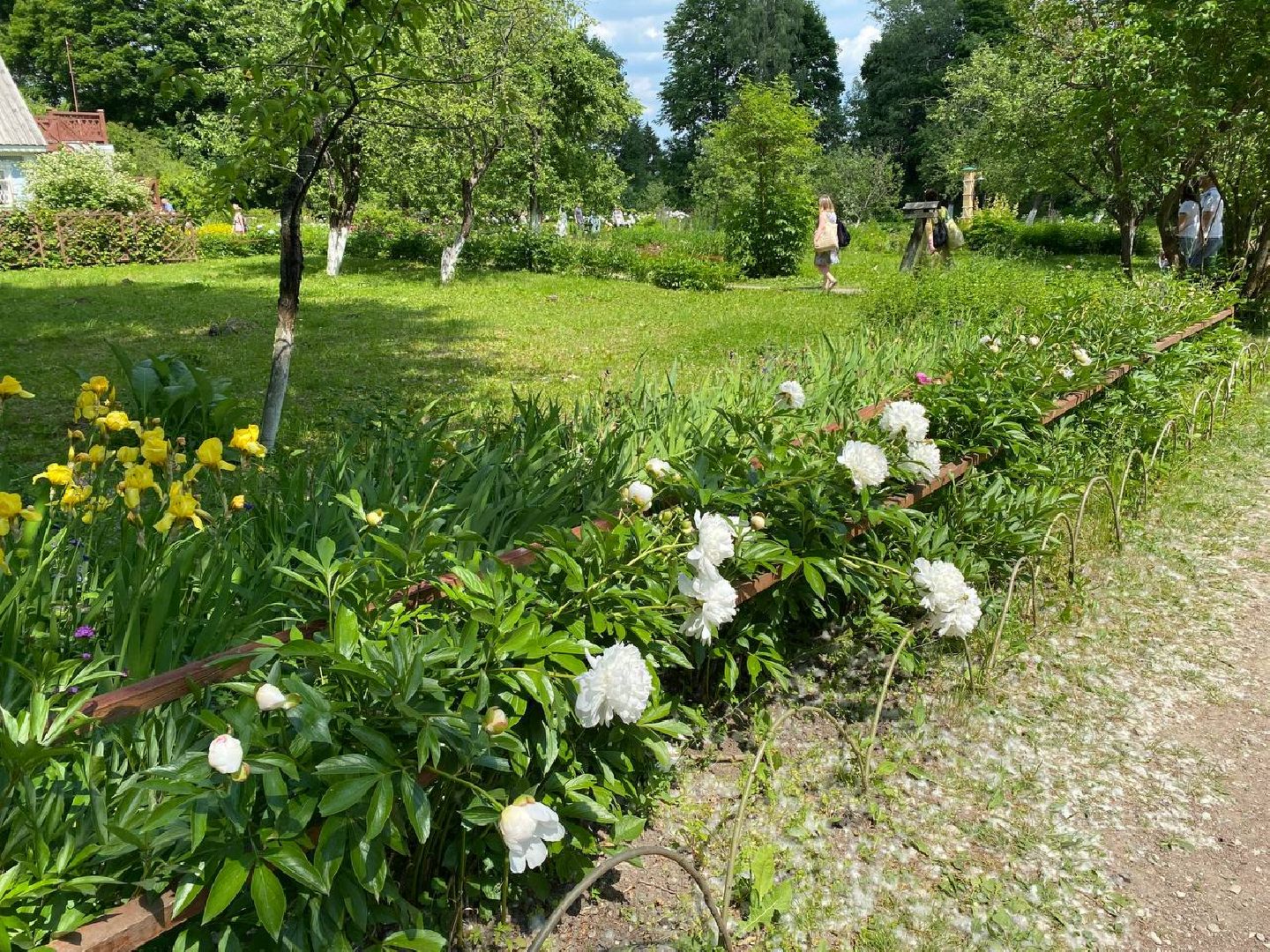 Чехов, культура, Мелихово, Пиономания, пион, фестиваль, цветы