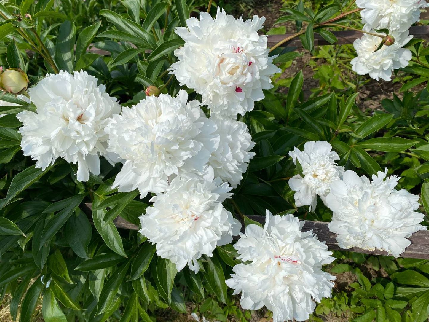 Чехов, культура, Мелихово, Пиономания, пион, фестиваль, цветы