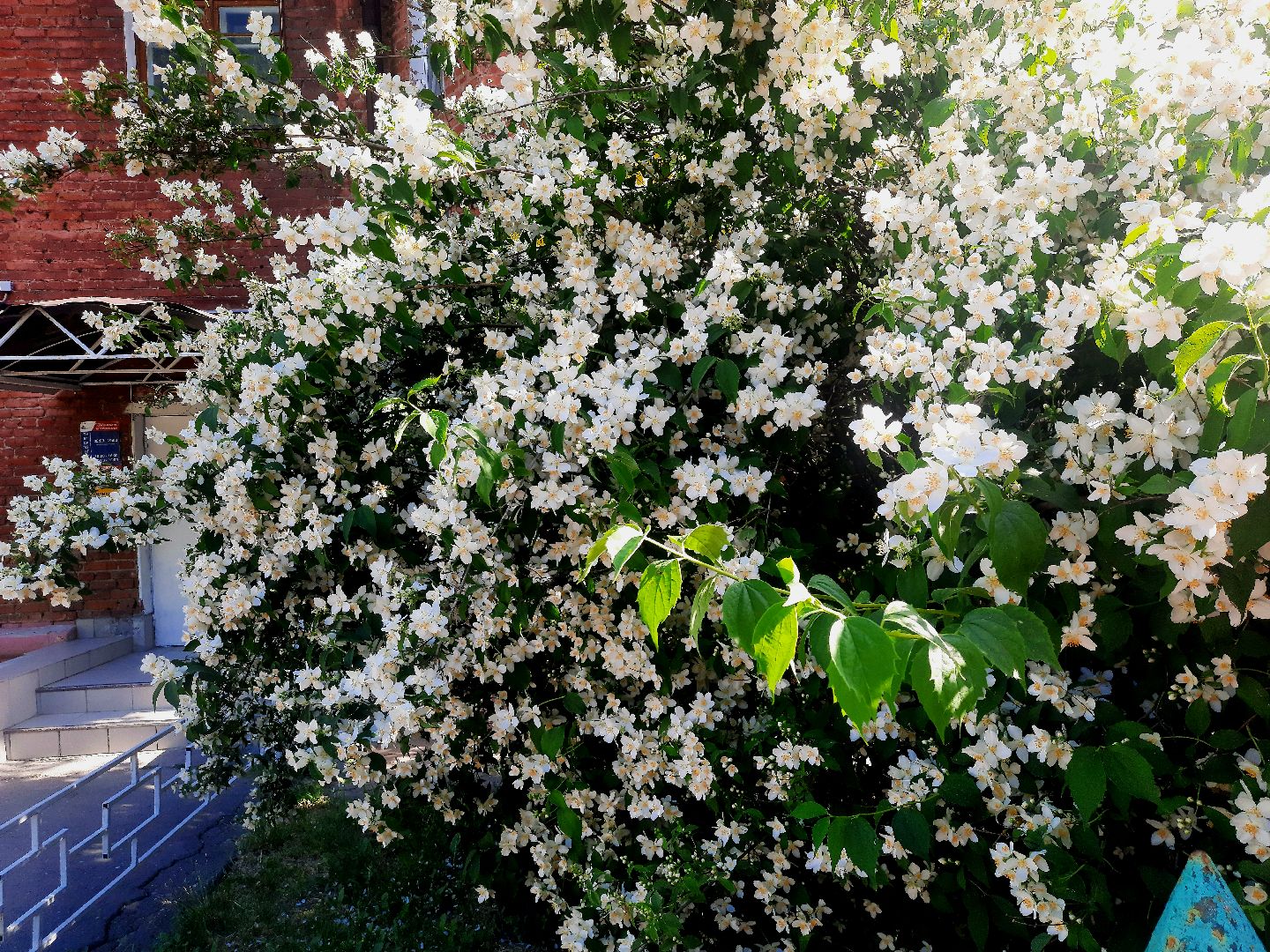 Шатура, перемены, Жасмин, цветение, цветы, селфи, весна, тепло, отдых, Малика
