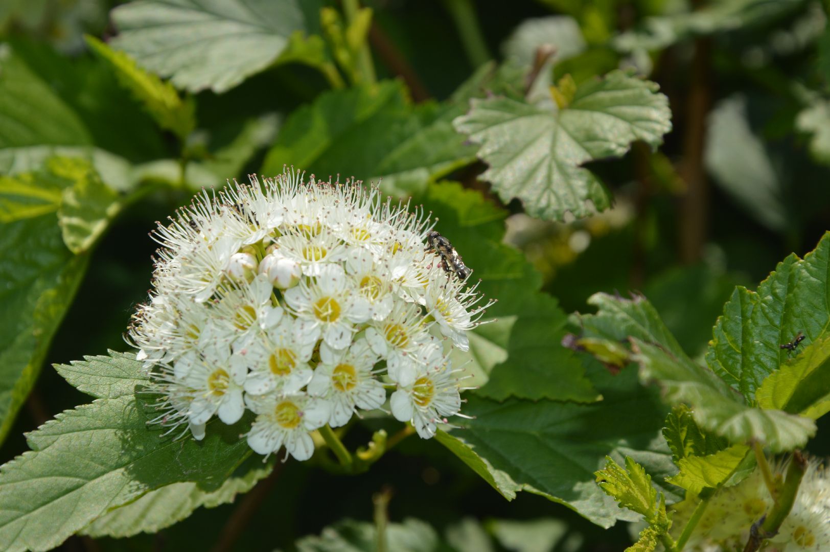 Шатура, перемены, Жасмин, цветение, цветы, селфи, весна, тепло, отдых, Малика