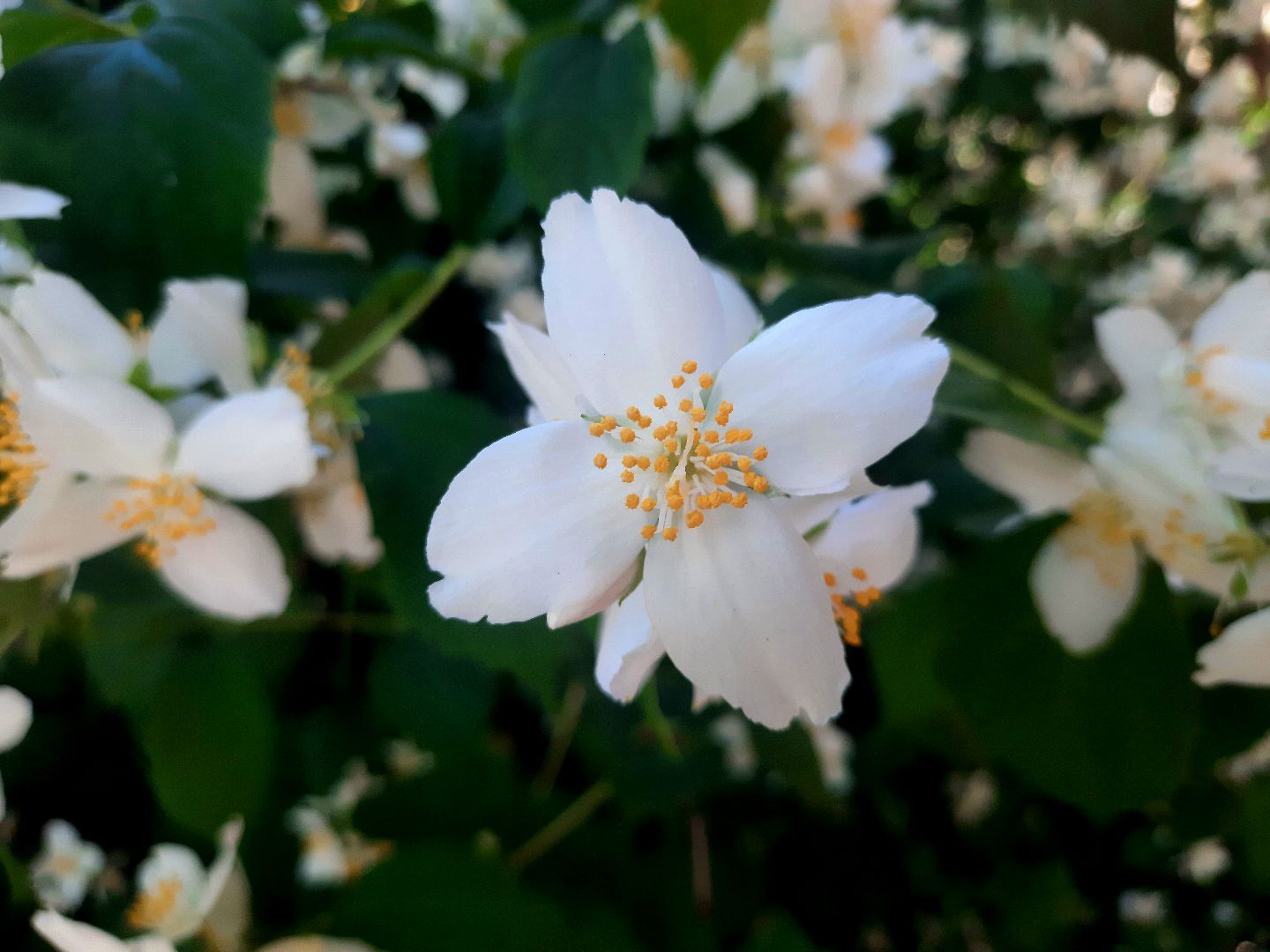 Шатура, перемены, Жасмин, цветение, цветы, селфи, весна, тепло, отдых, Малика