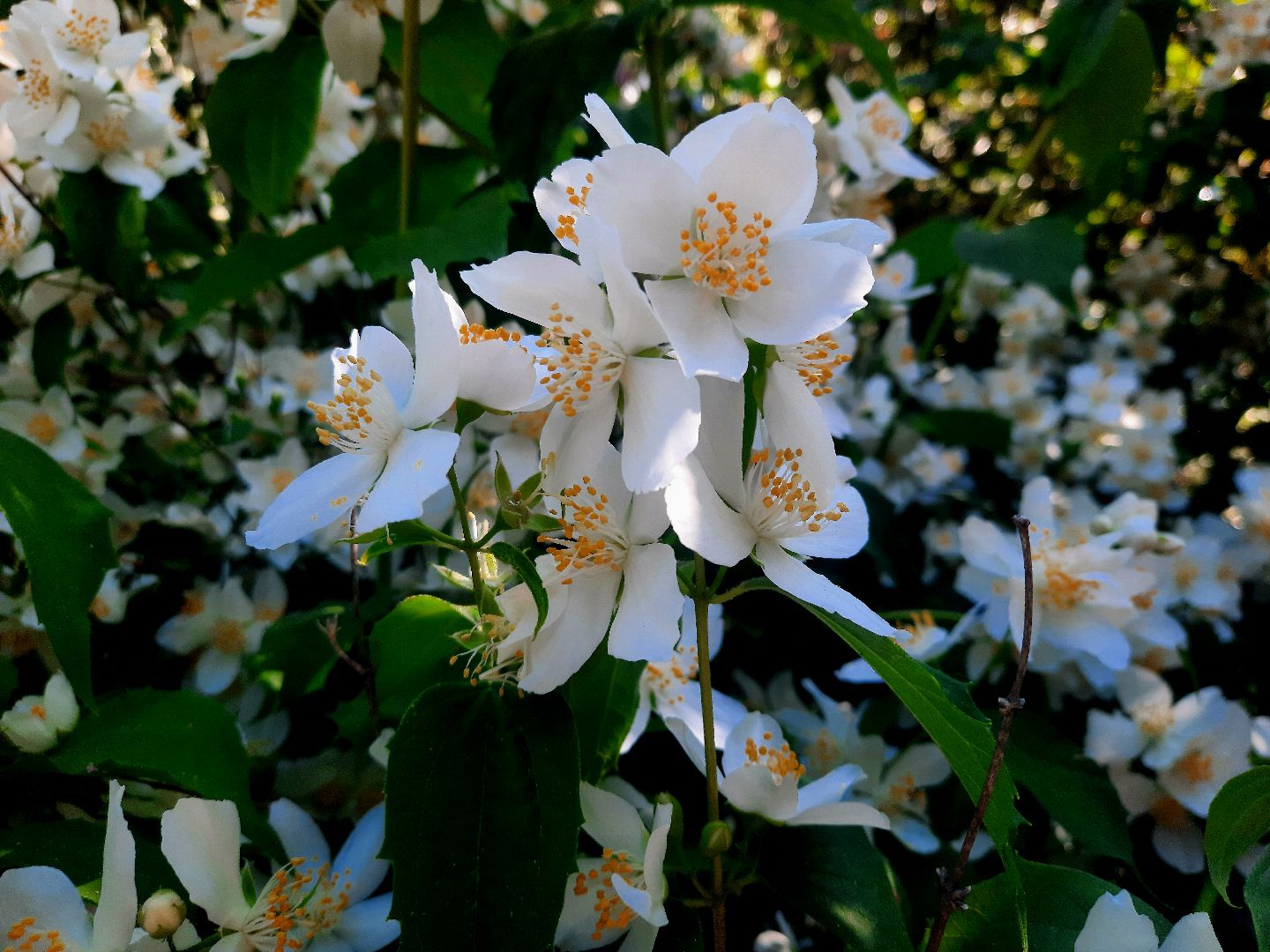 Шатура, перемены, Жасмин, цветение, цветы, селфи, весна, тепло, отдых, Малика