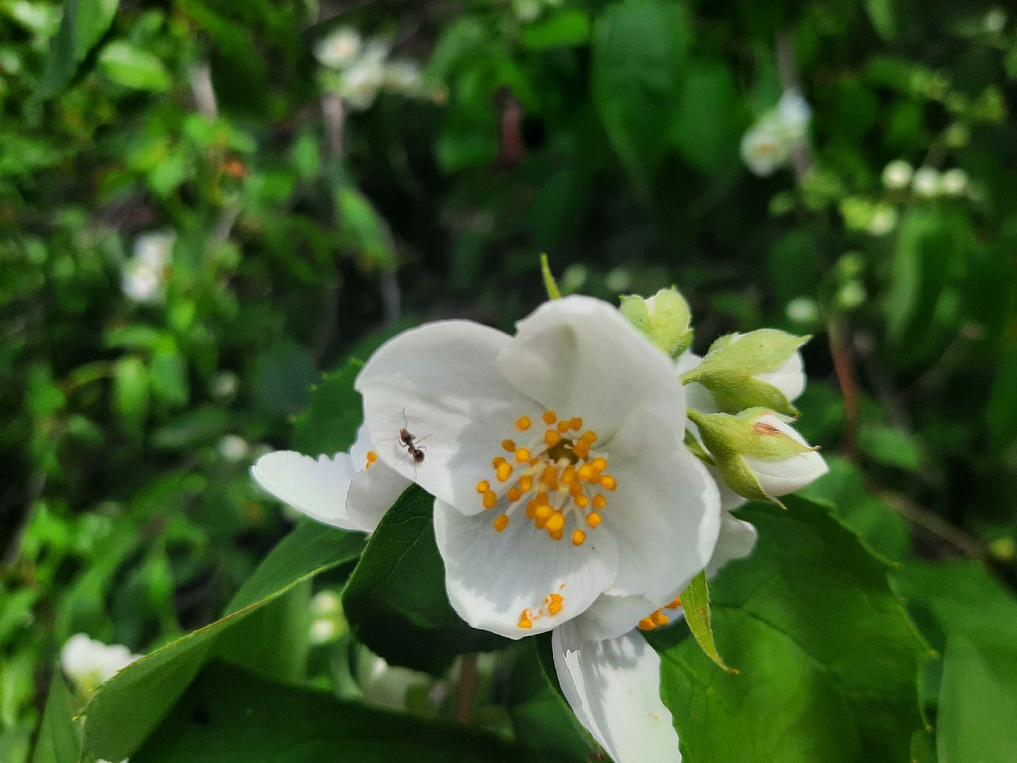 Шатура, перемены, Жасмин, цветение, цветы, селфи, весна, тепло, отдых, Малика