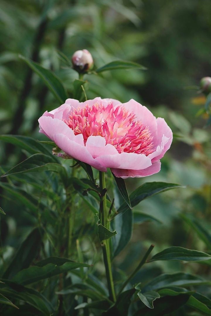 Пионовый, фестиваль, Быково, усадьба