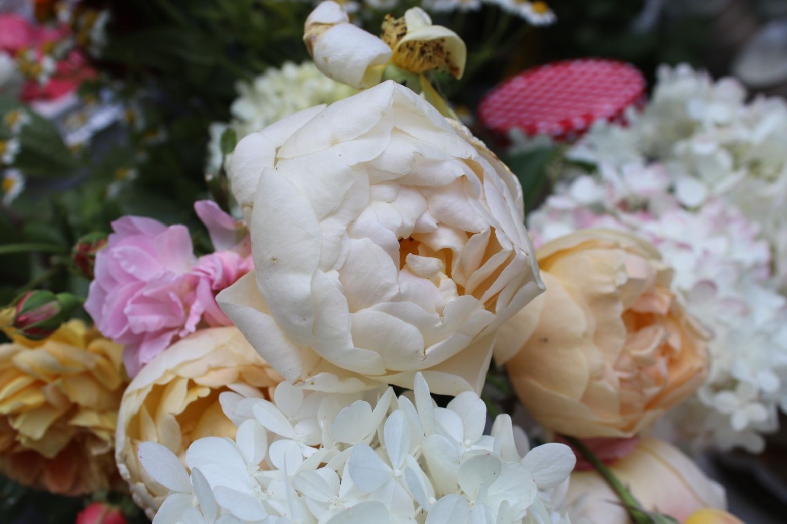 Пионовый, фестиваль, Быково, усадьба