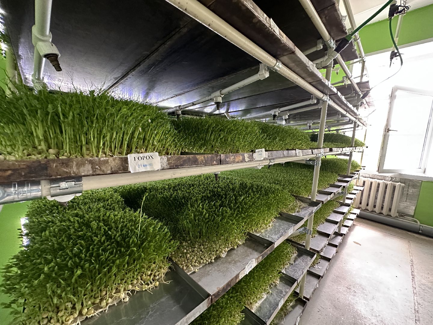 производство, микрозелень, Лосино-Петровский