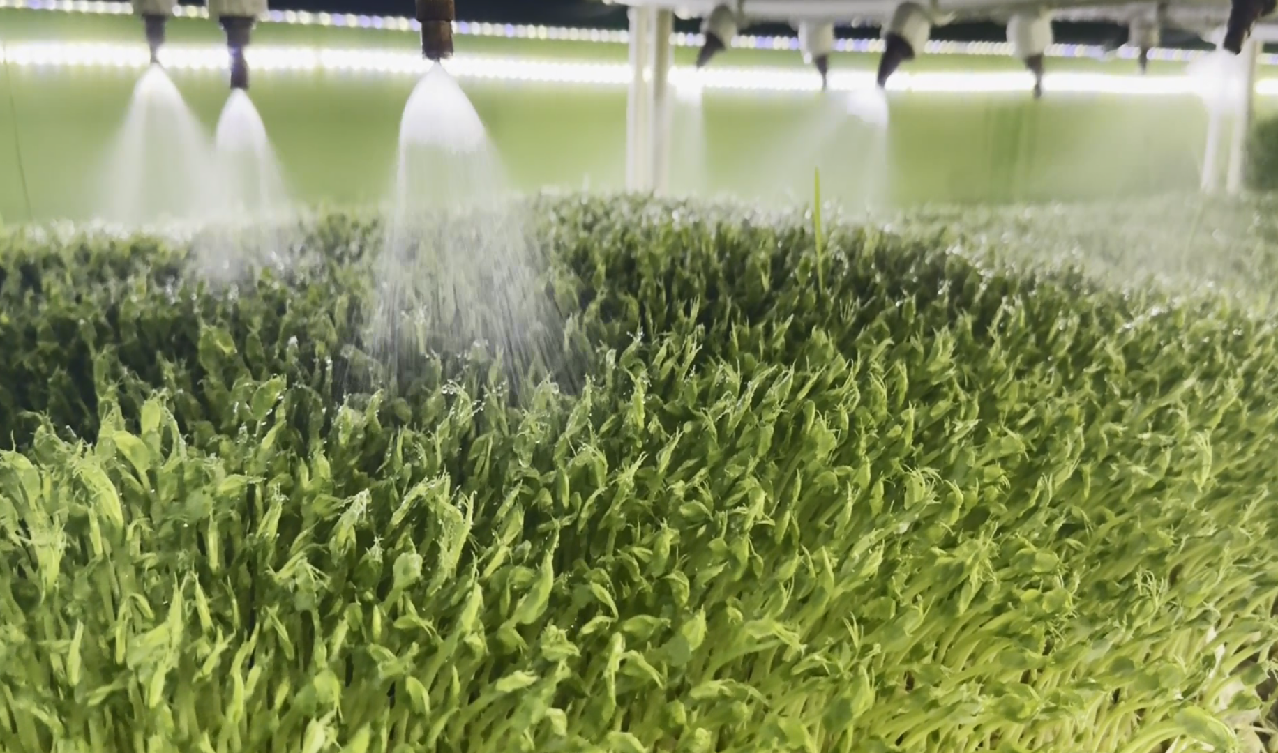 производство, микрозелень, Лосино-Петровский