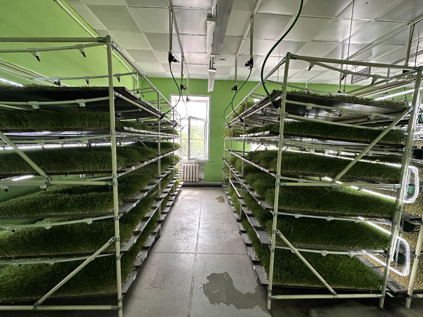 производство, микрозелень, Лосино-Петровский